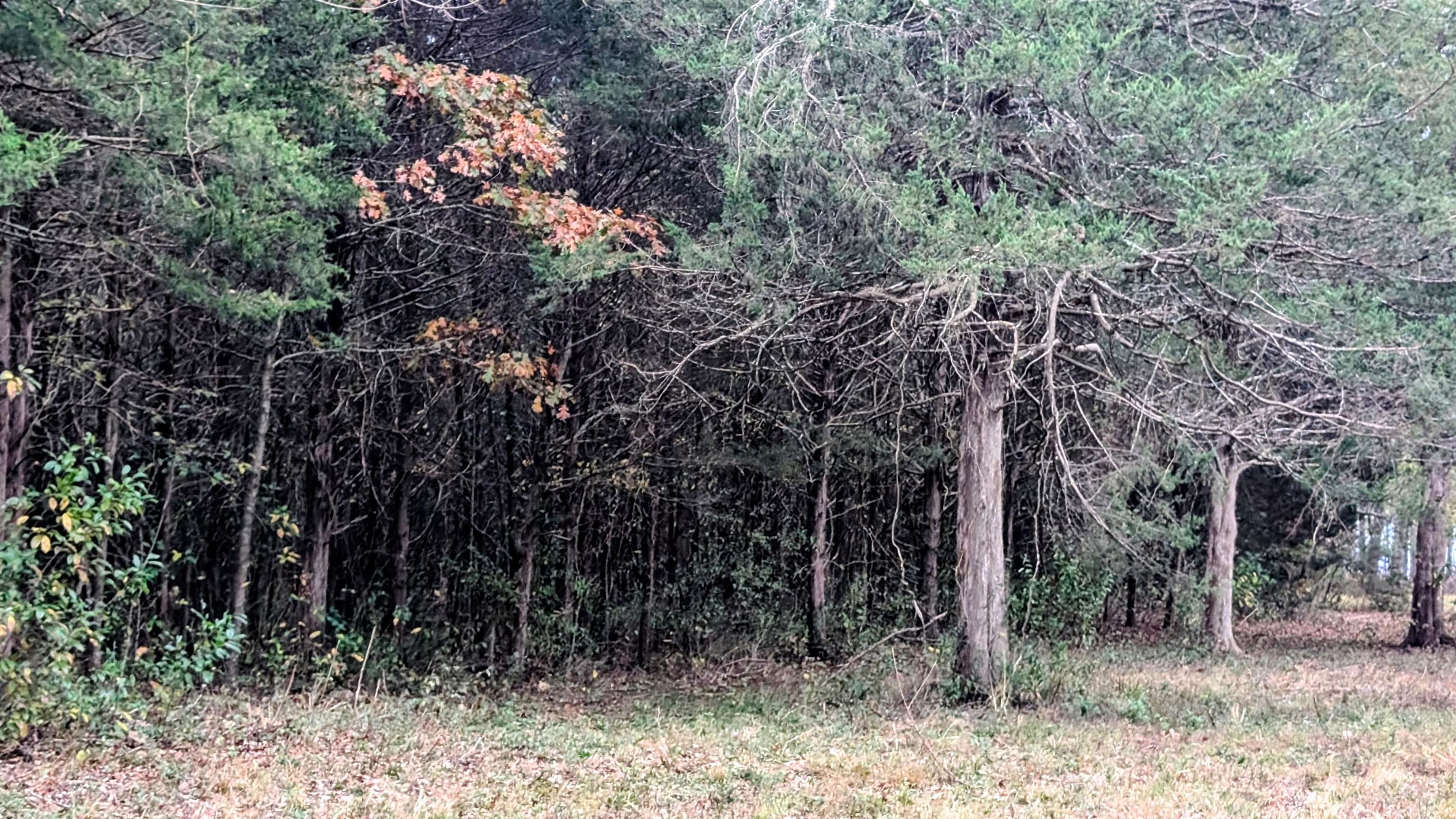 1805 Fox  Horseshoe Bend, AR