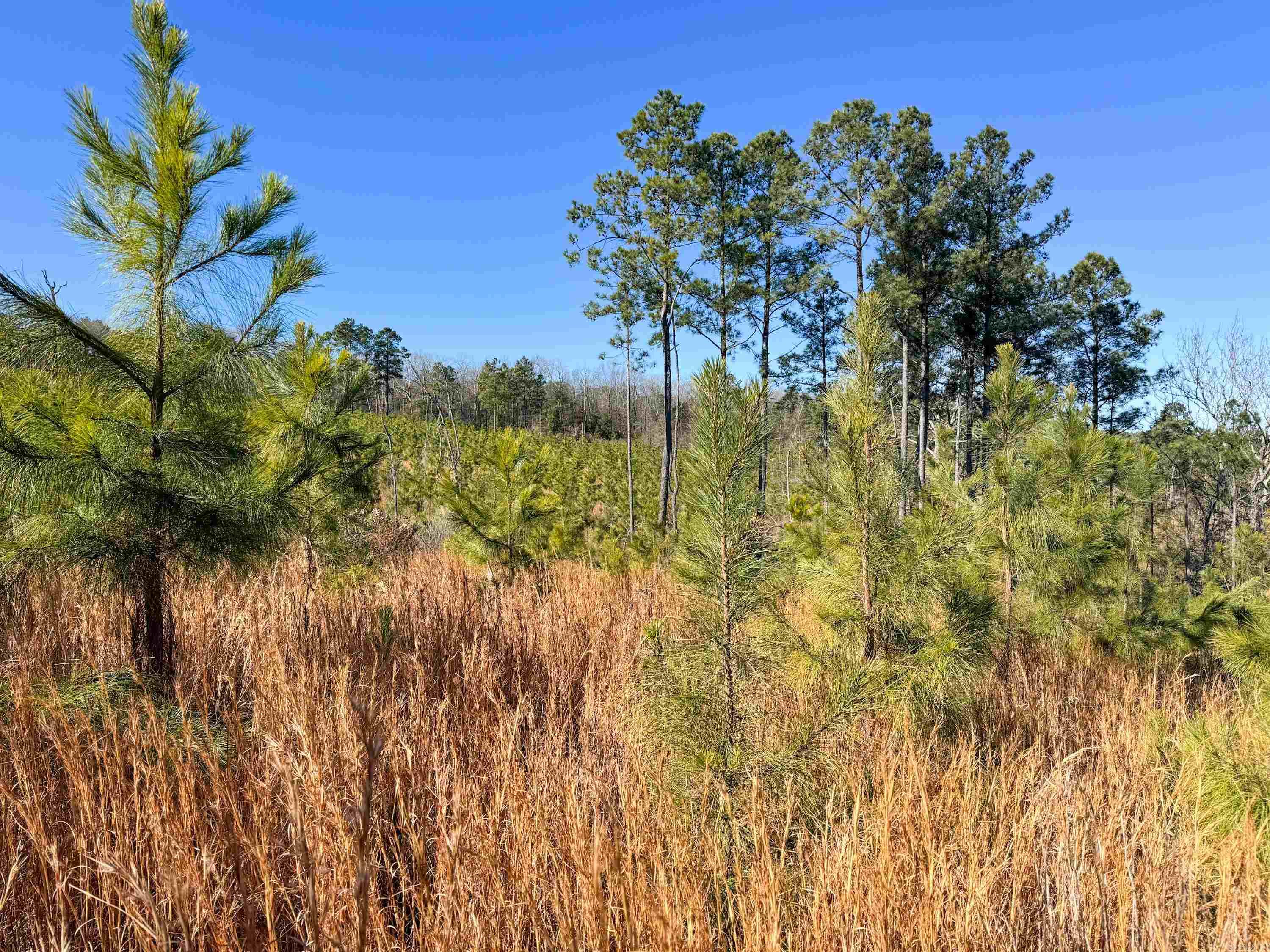 950 Tarter Hill  Quitman, AR