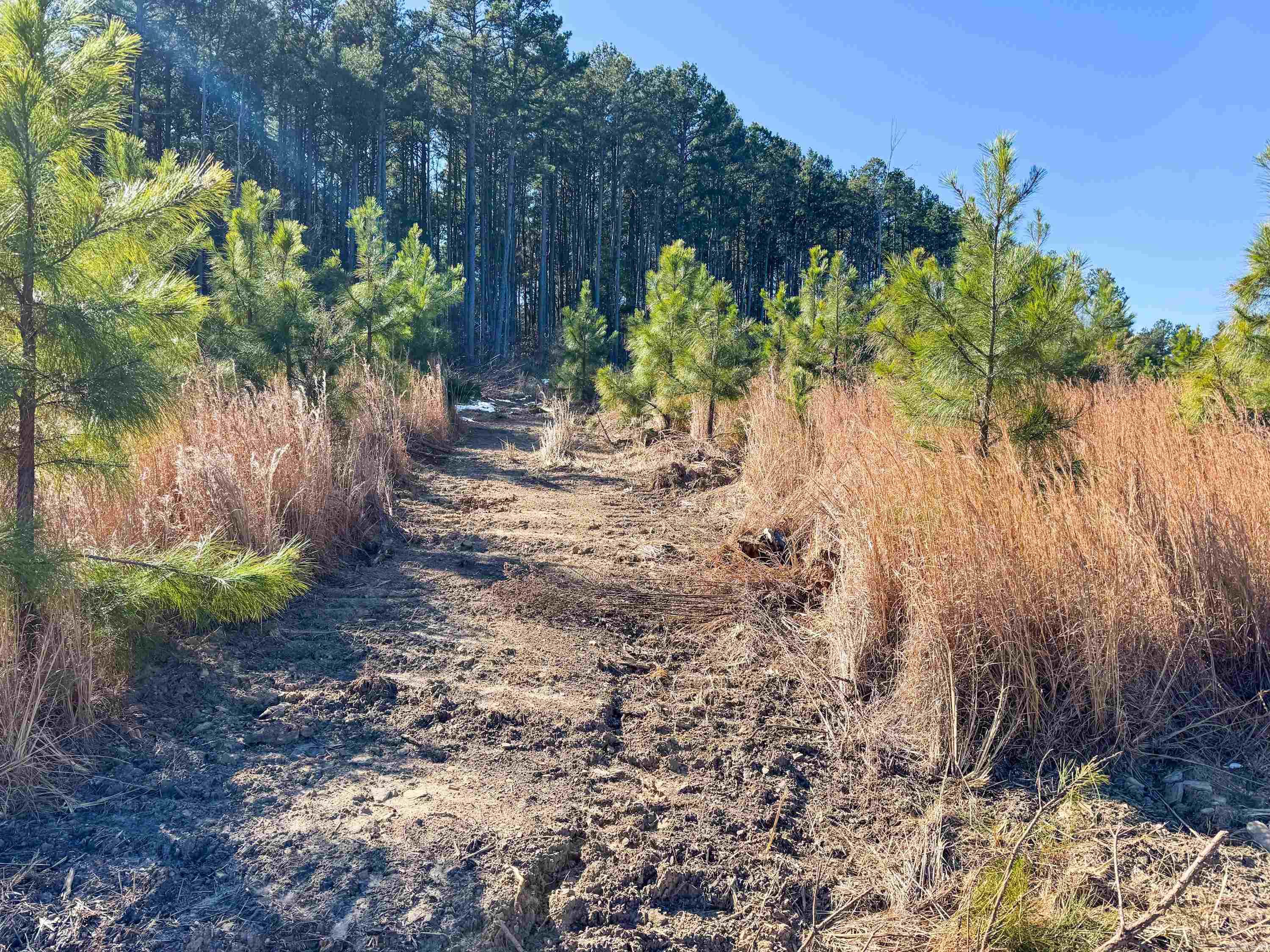 950 Tarter Hill  Quitman, AR