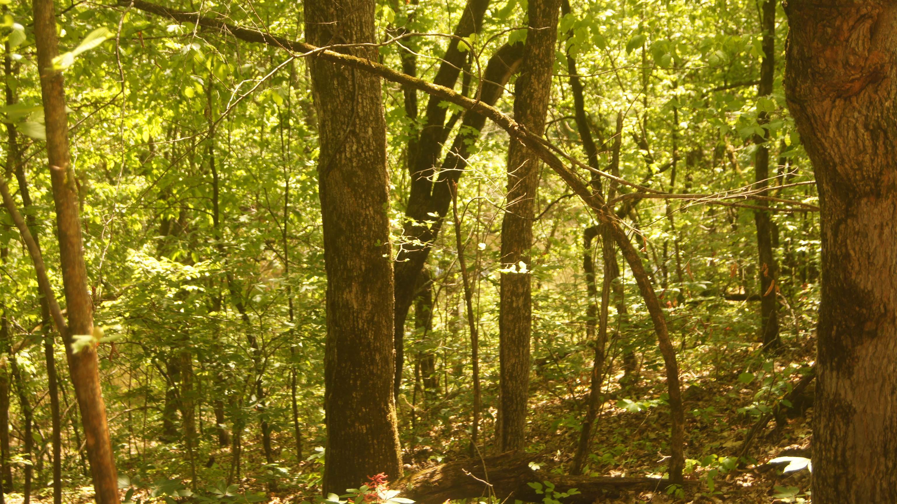 Lot 4 Booth Creek Road  Williford, AR