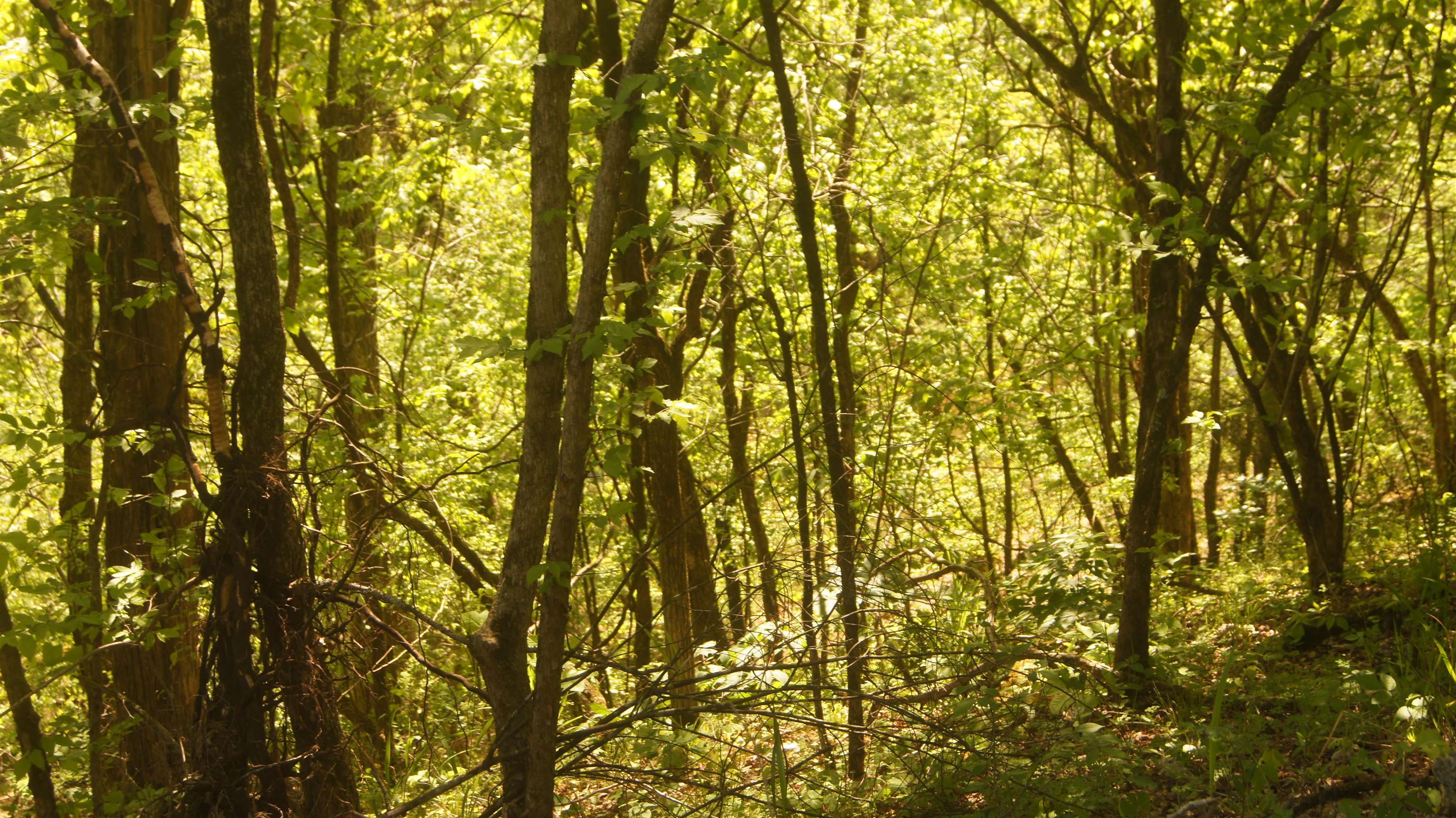 Lot 4 Booth Creek Road  Williford, AR