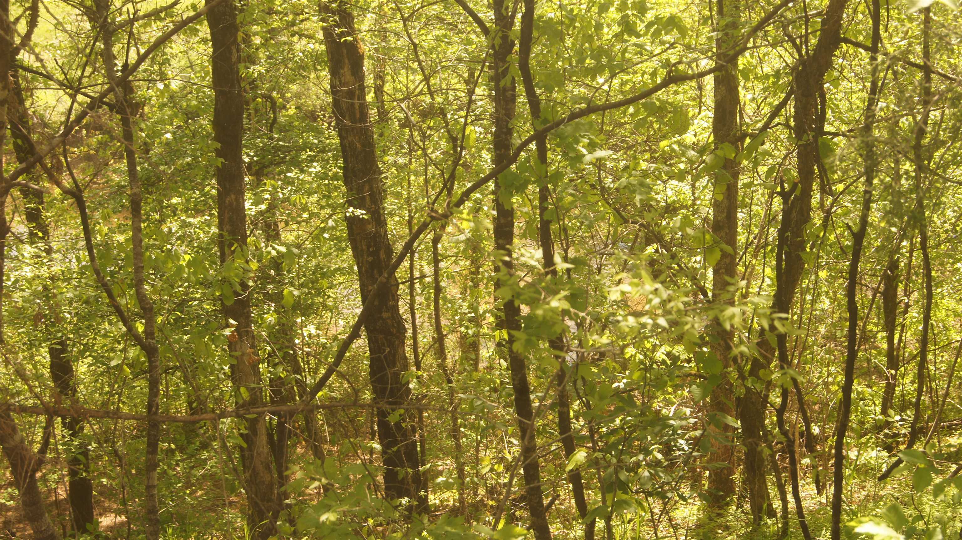 Lot 4 Booth Creek Road  Williford, AR