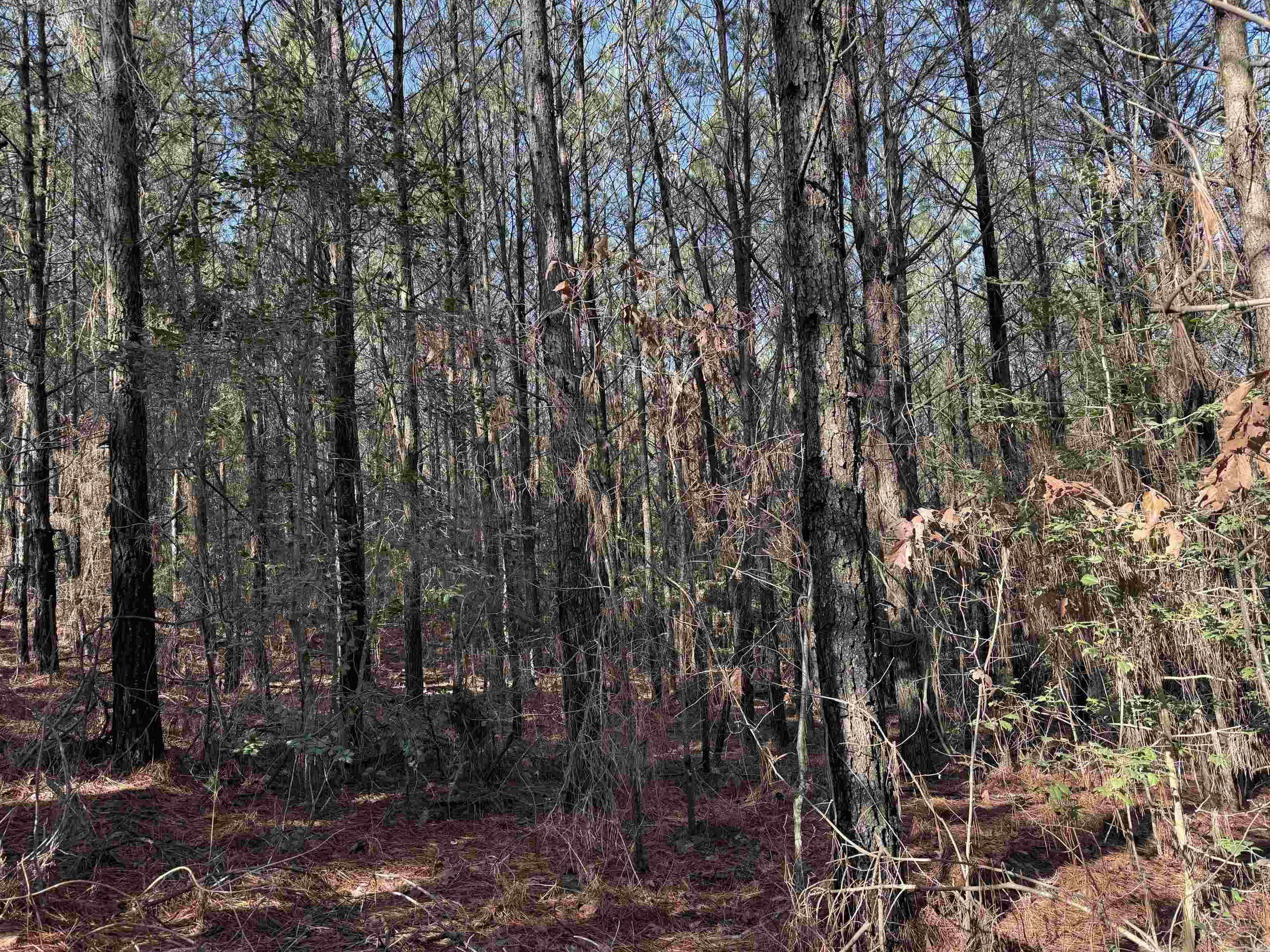 1313 Polk Road 13  Wickes, AR