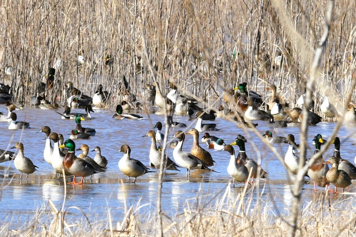 255 Adrian Mc Lane Tichnor, AR 72166