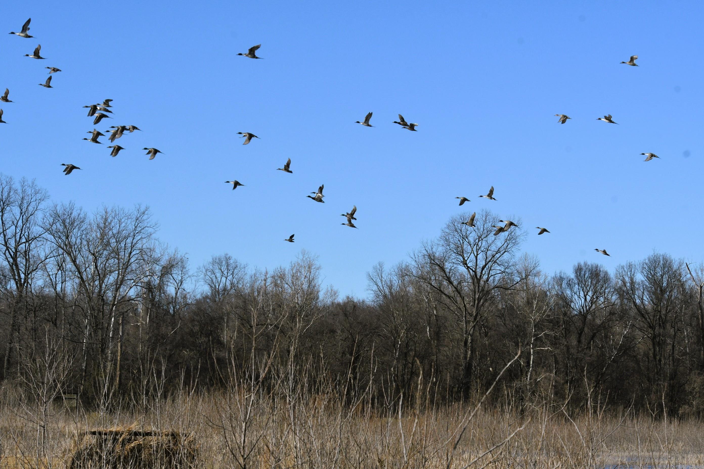 255 Adrian Mc Lane Tichnor, AR 72166