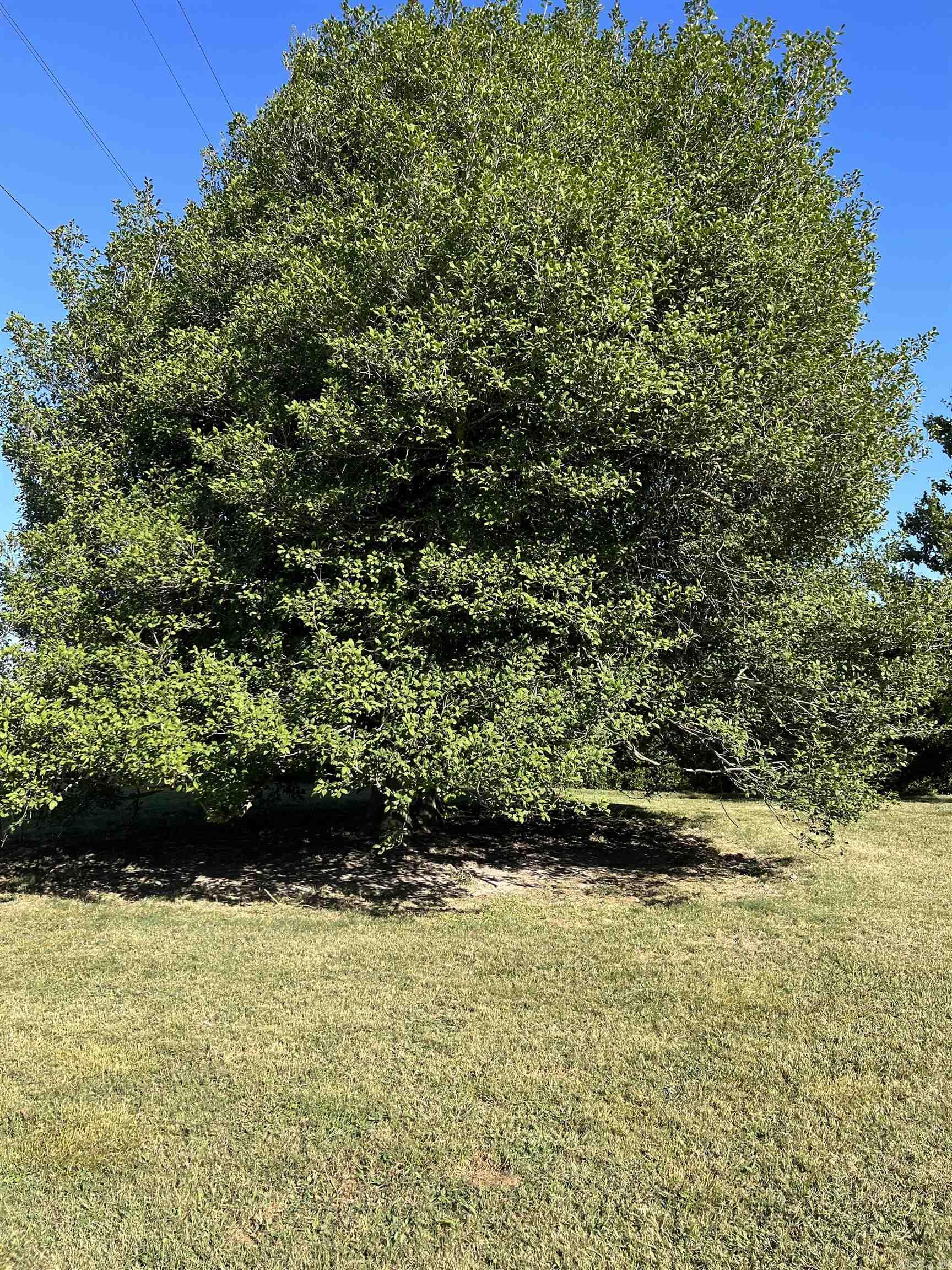 1577 E Main St  Piggott, AR