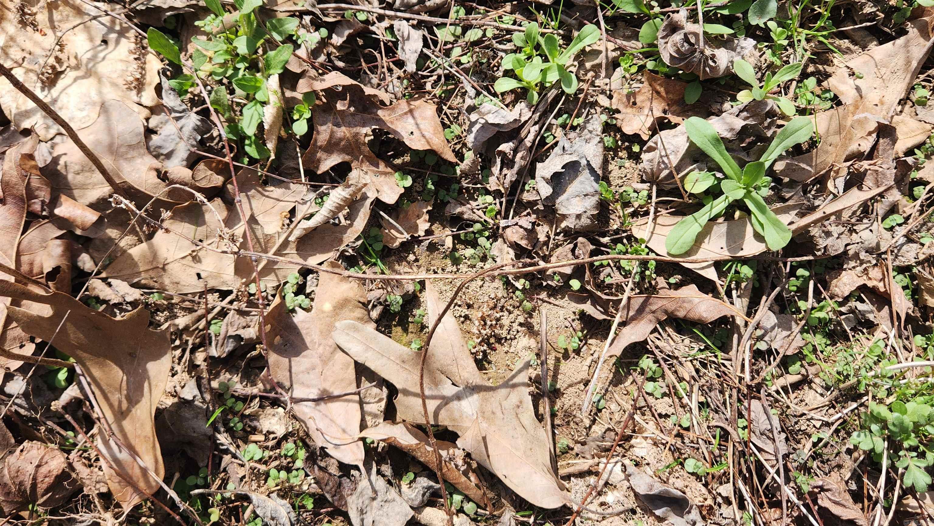 TBD Markerville Road  Story, AR