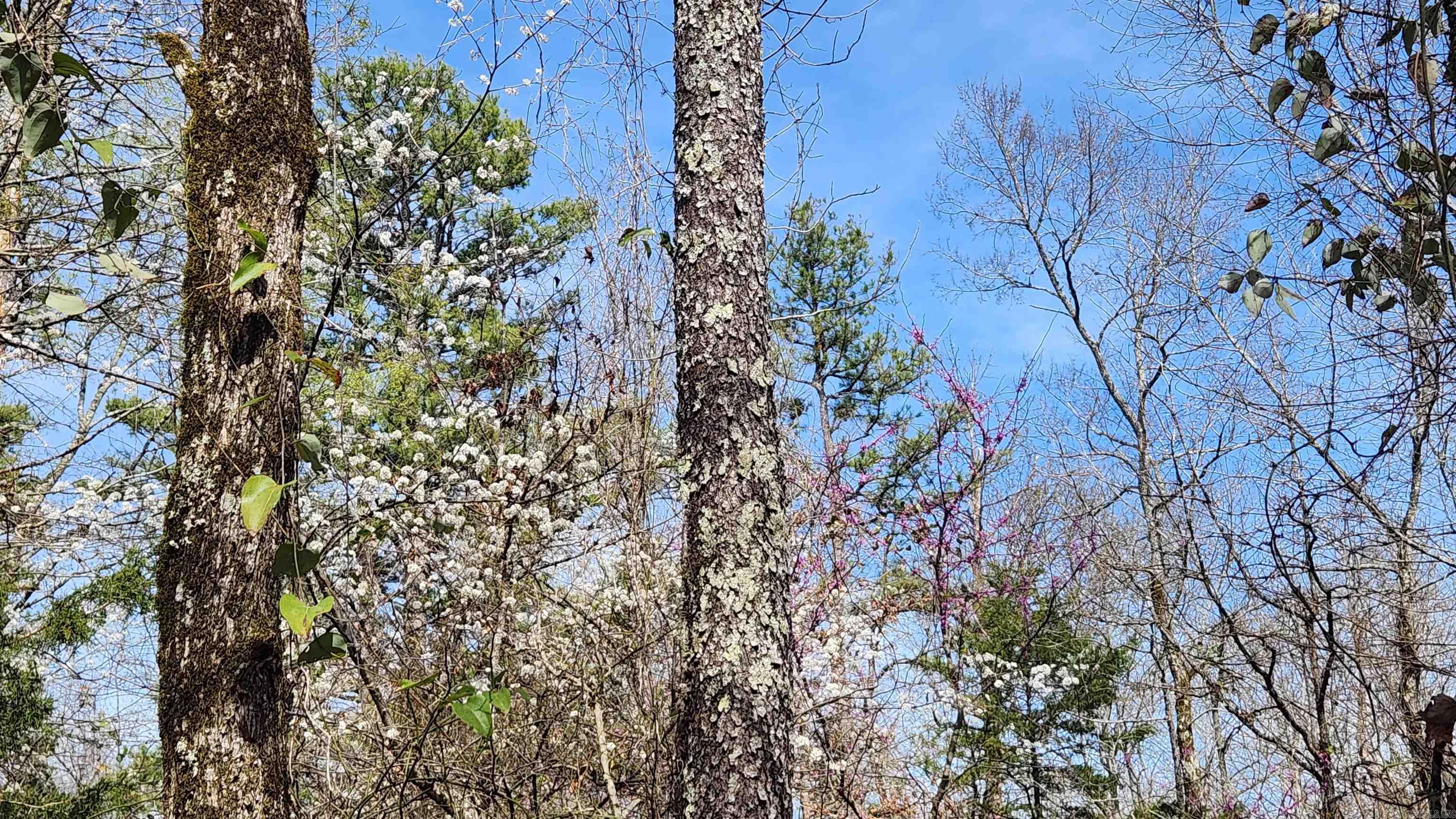 TBD Markerville Road  Story, AR