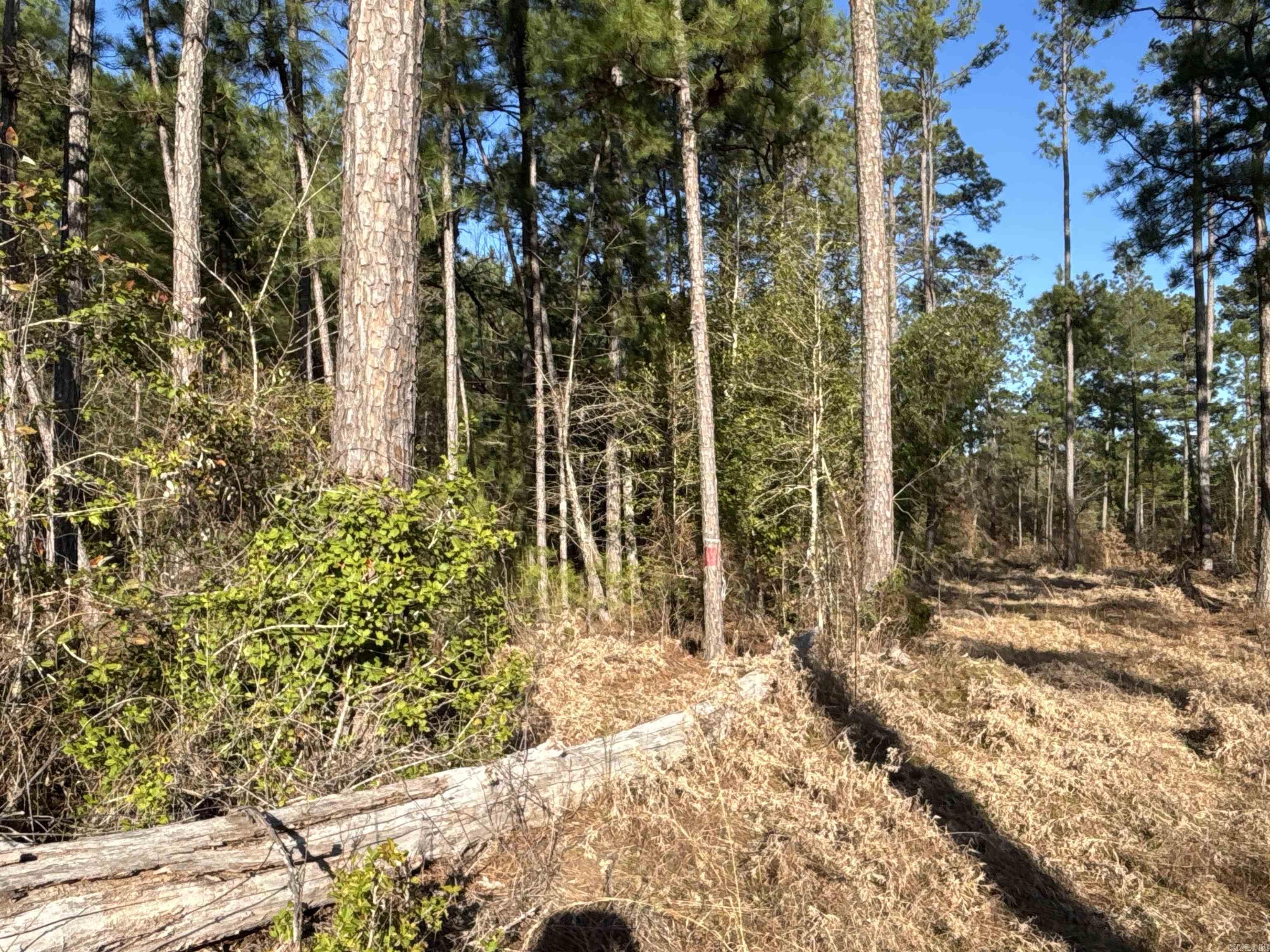 1 West Dallas County Line  Sparkman, AR