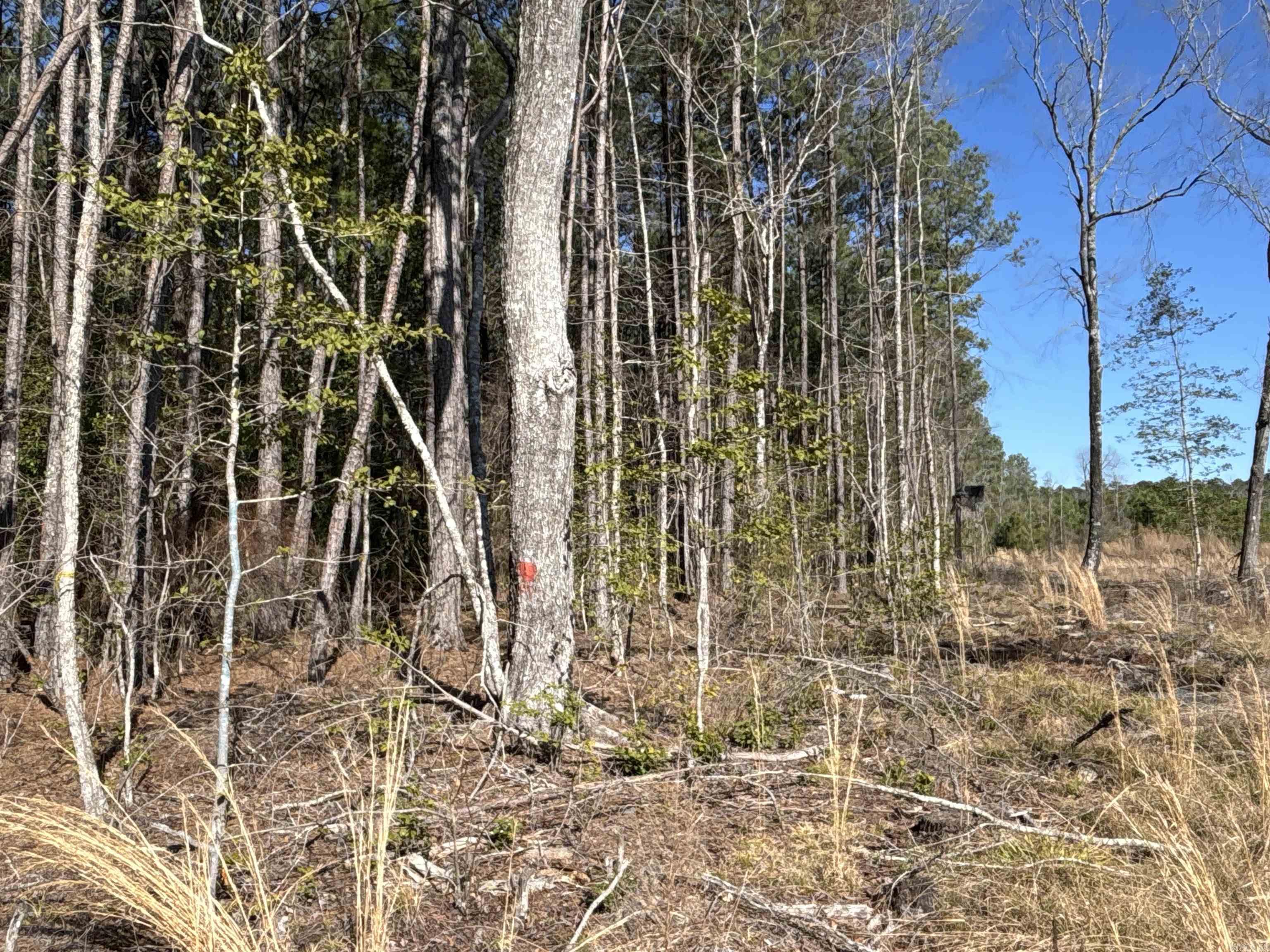 1 West Dallas County Line 20  Sparkman, AR