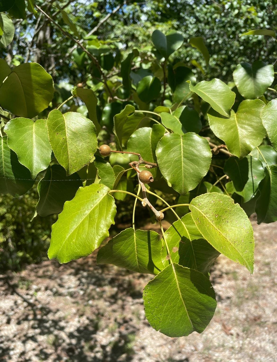 206 & 208 Avonshire  Hot Springs, AR