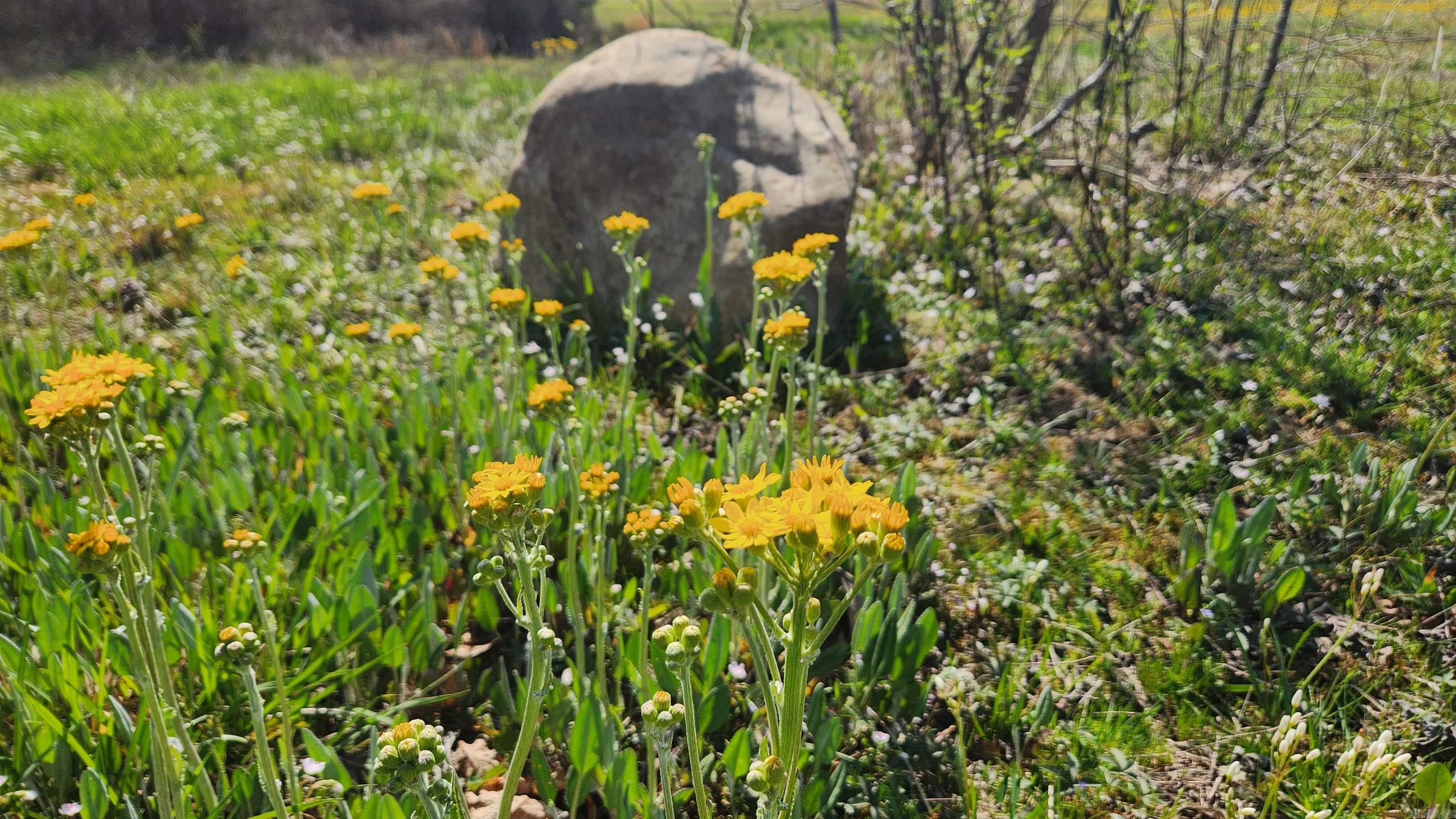 48 Reva's Way  Story, AR