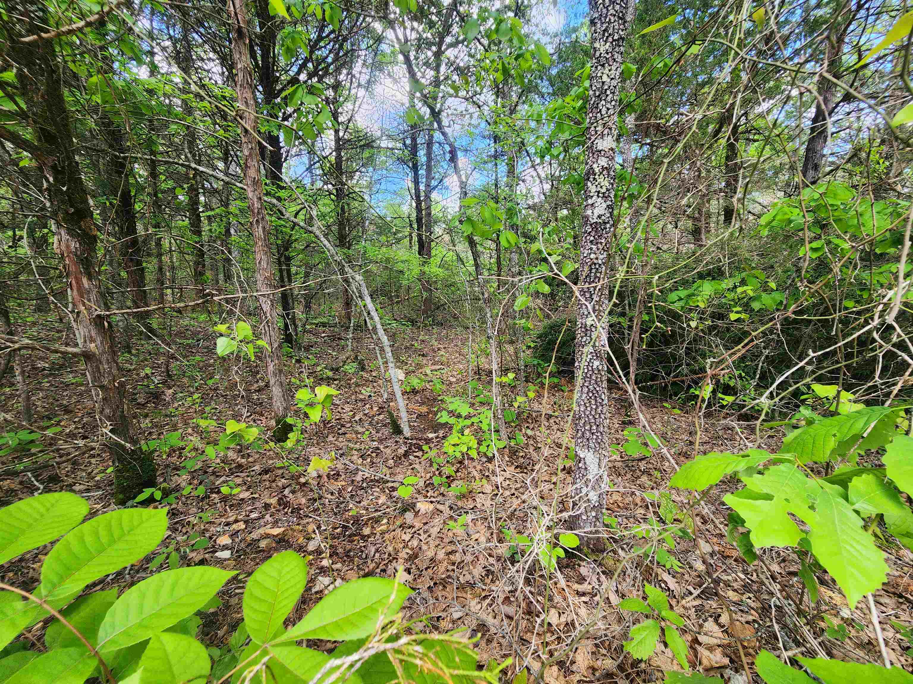  Strawberry Valley  Ash Flat, AR