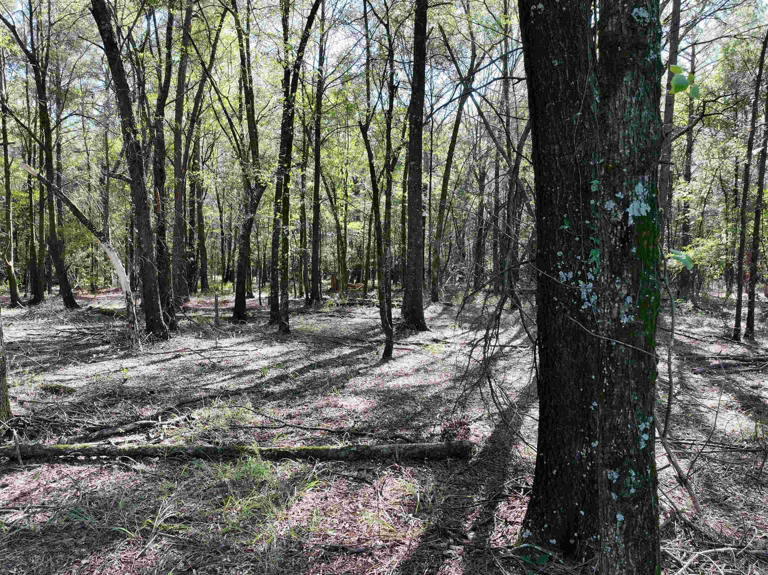 XXX Central  Horatio, AR