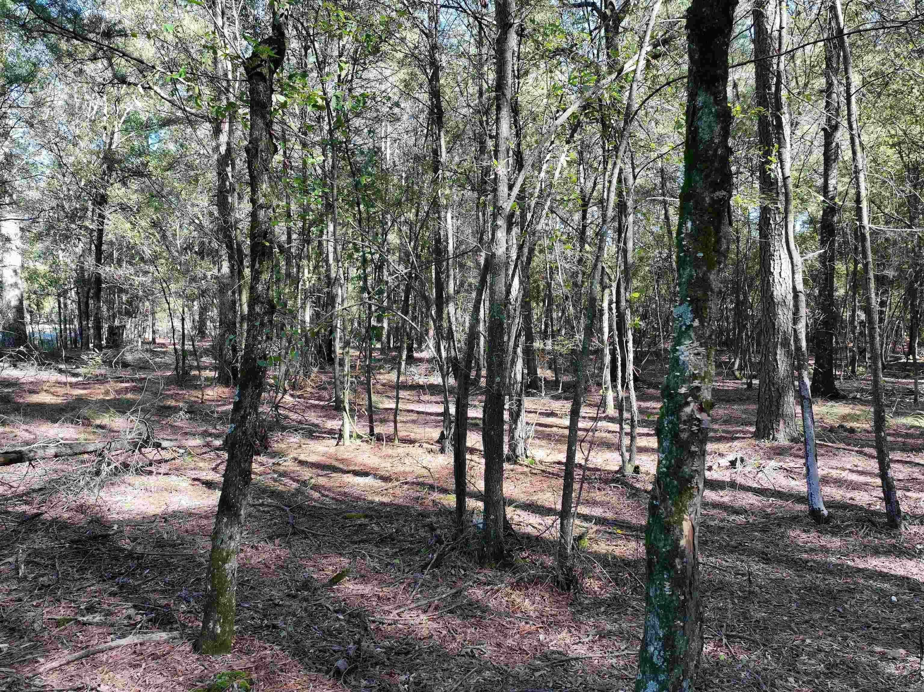 XXX Central  Horatio, AR