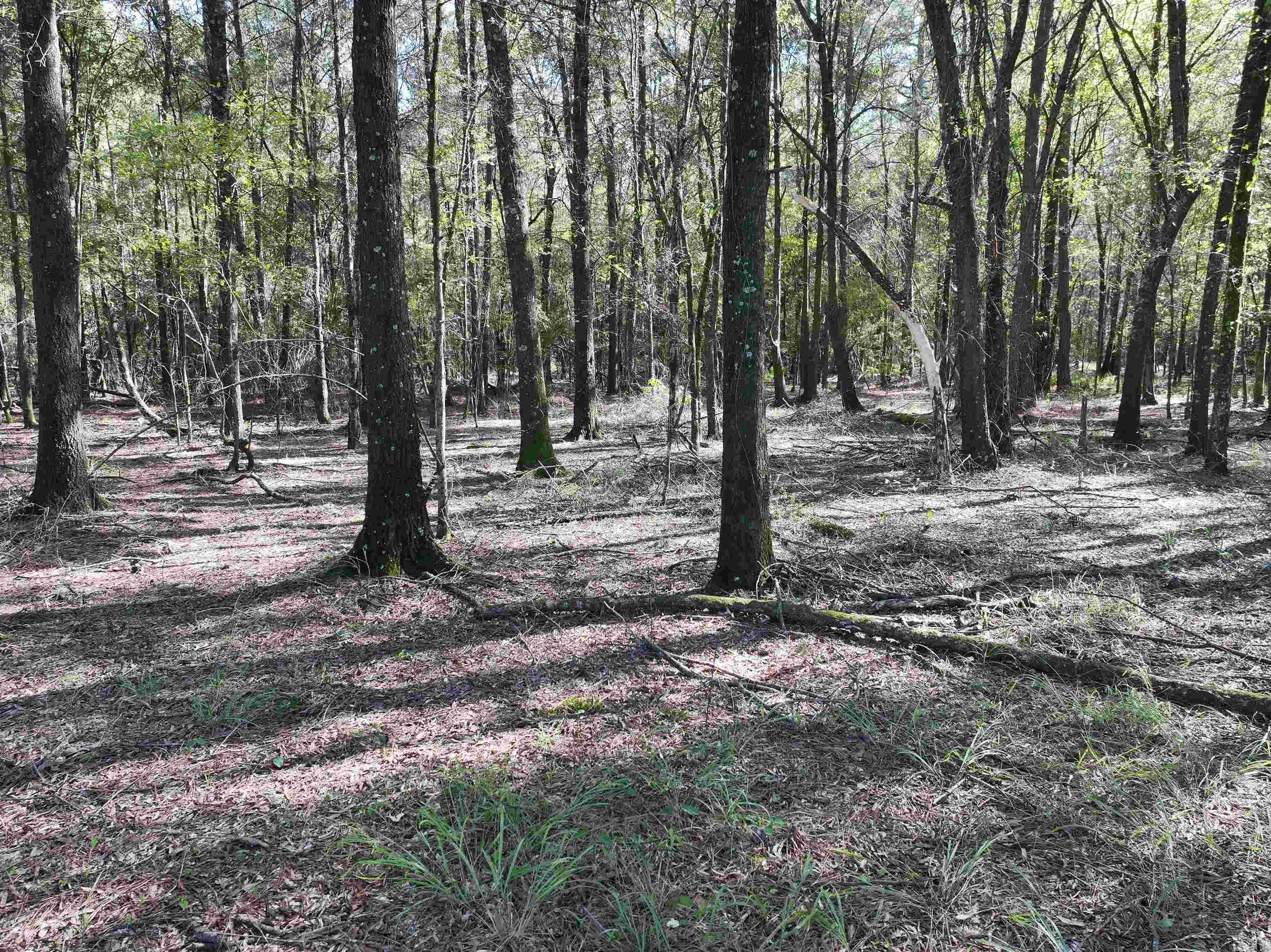 XXX Central  Horatio, AR