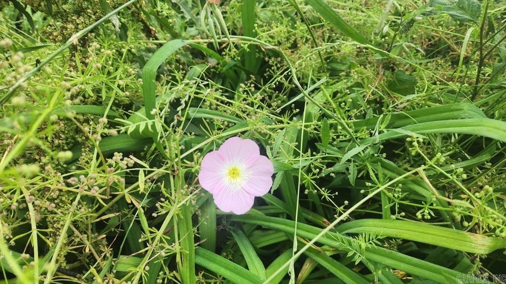 1007 Murphy Rd  Norman, AR