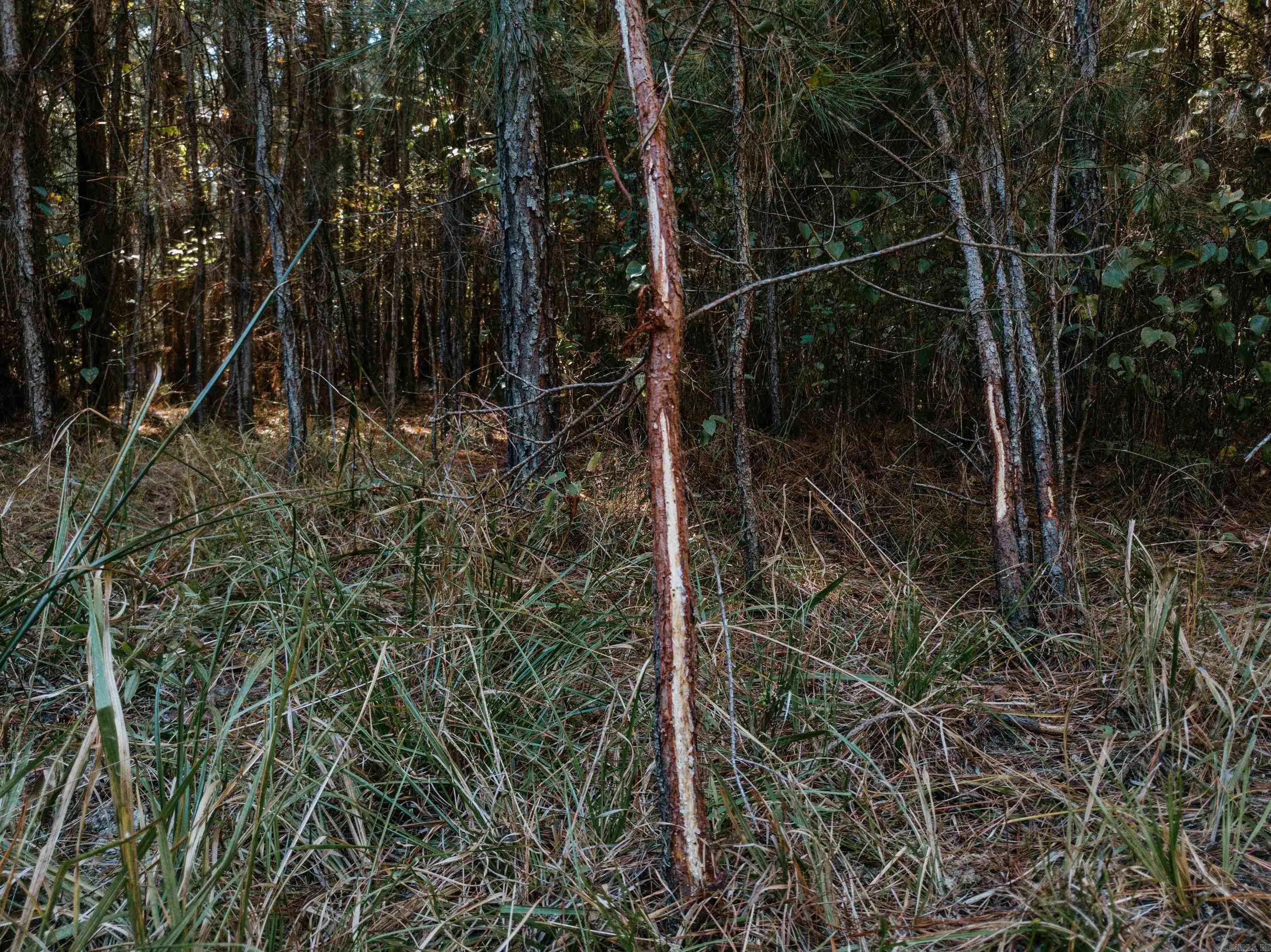 000 Opitz  Haskell, AR