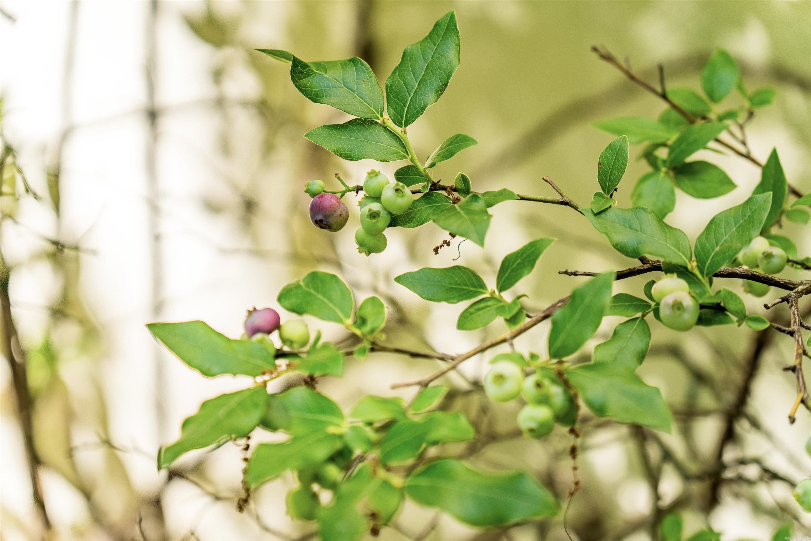 29 Barcelona  Hot Springs Village, AR