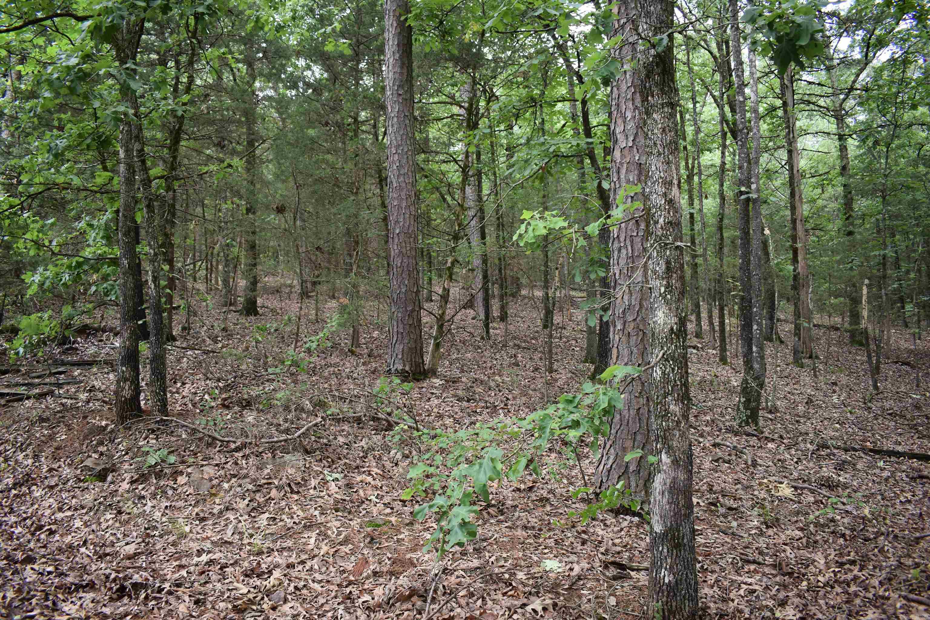 10355 Rodeo Road  Belleville, AR