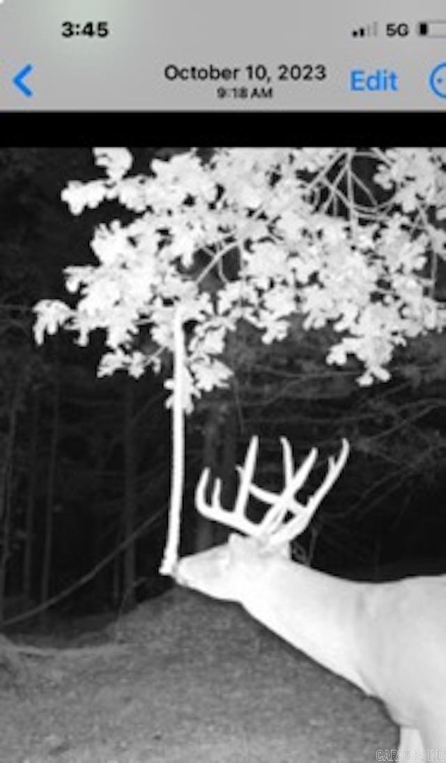 81 Wildwood Dr  Ash Flat, AR