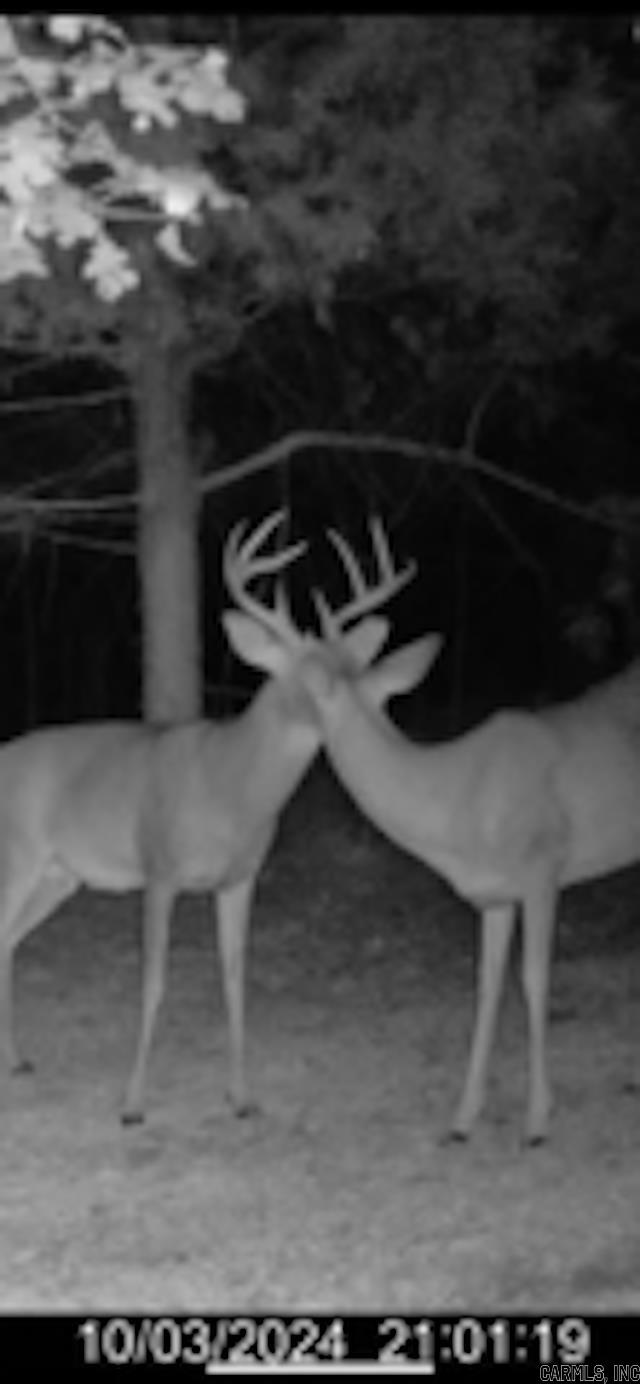 81 Wildwood Dr  Ash Flat, AR