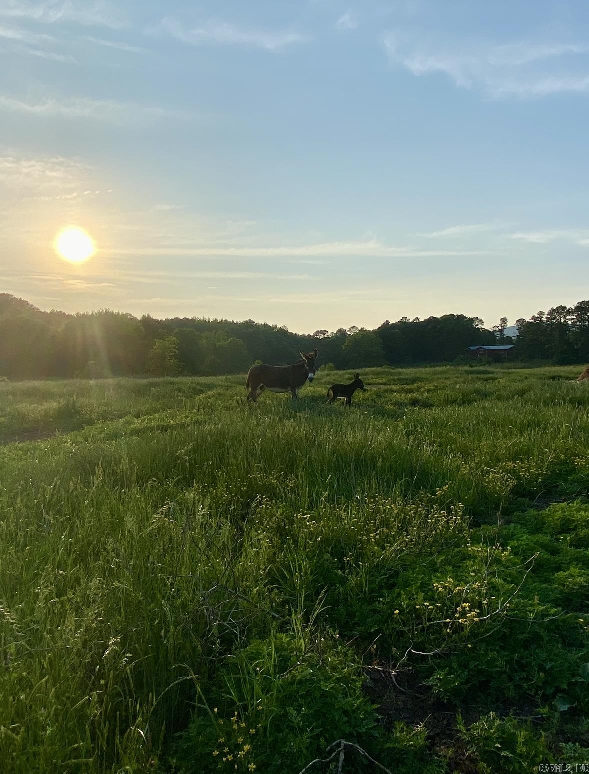 000 County Road 3335  Clarksville, AR