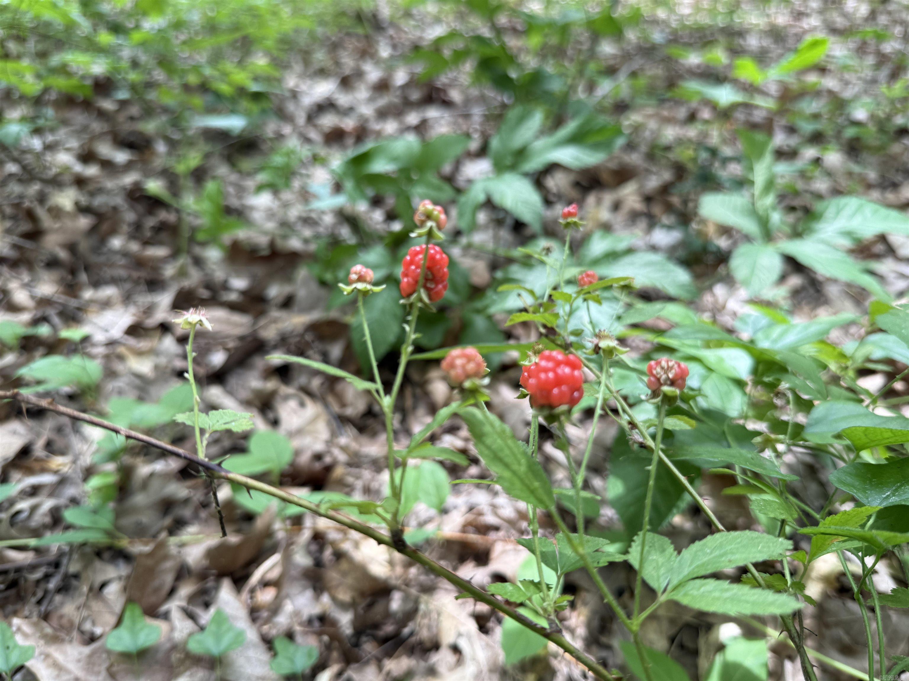 118 cloar rd  Earle, AR