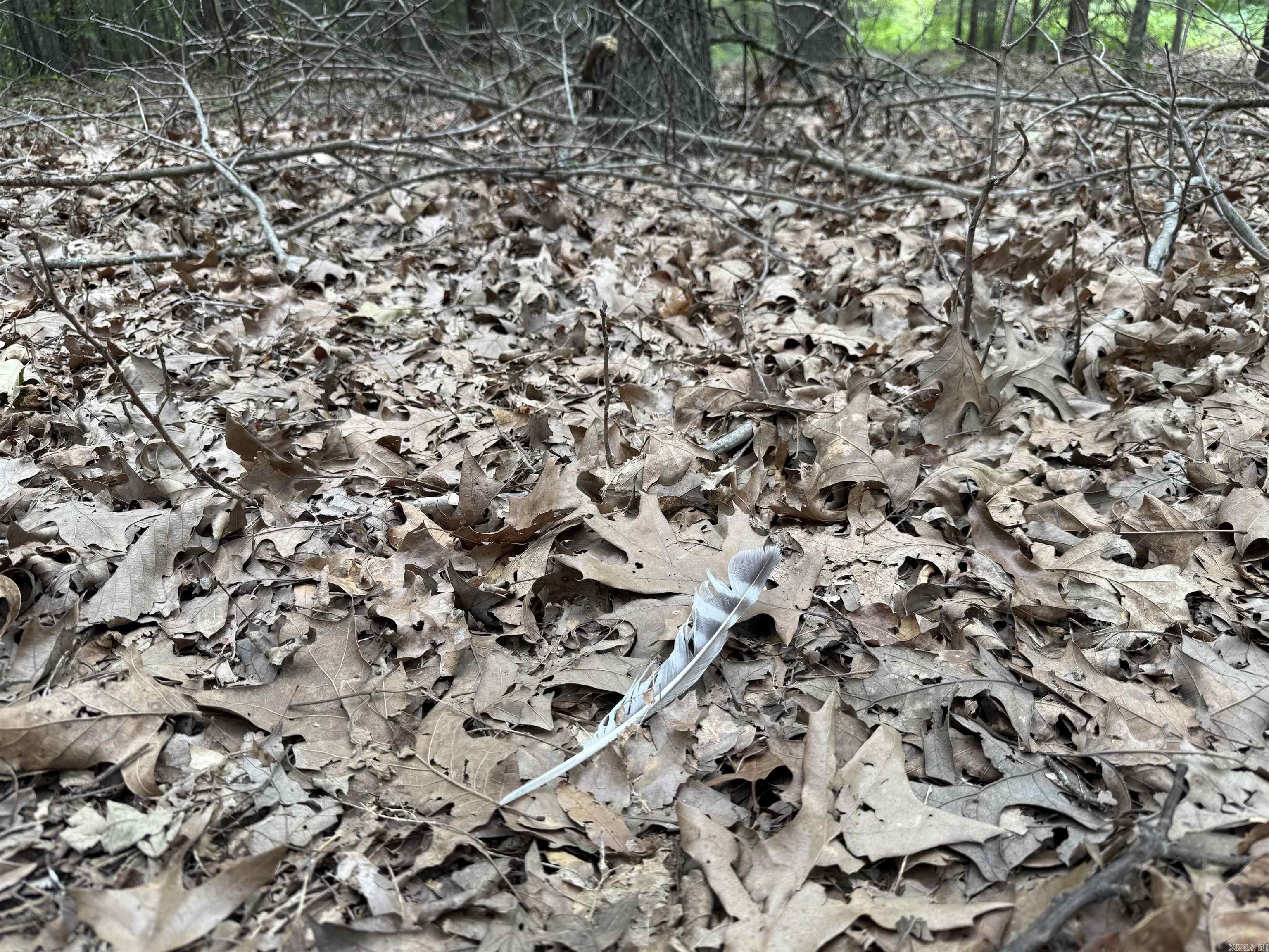 118 cloar rd  Earle, AR