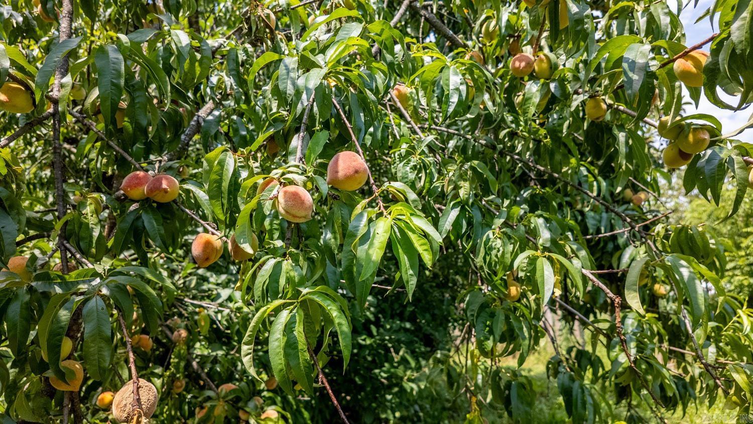 804 Banks Road Hardy, AR 72542