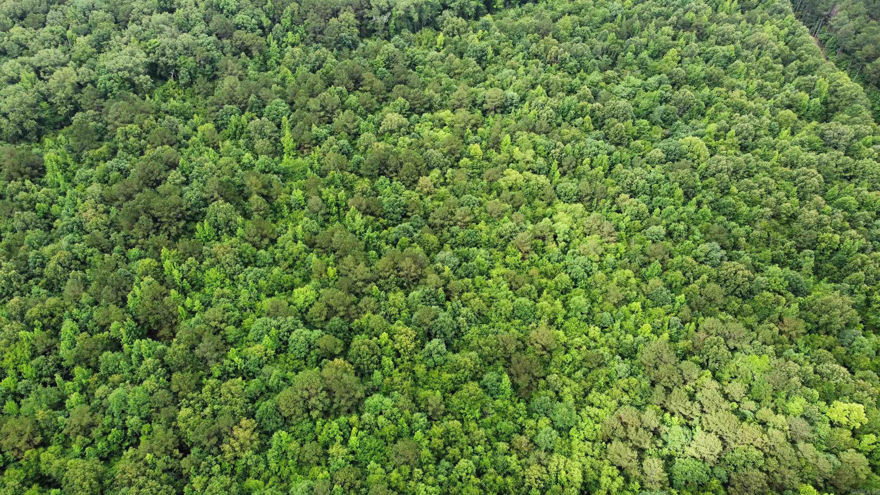  mt Olive  Arkadelphia, AR