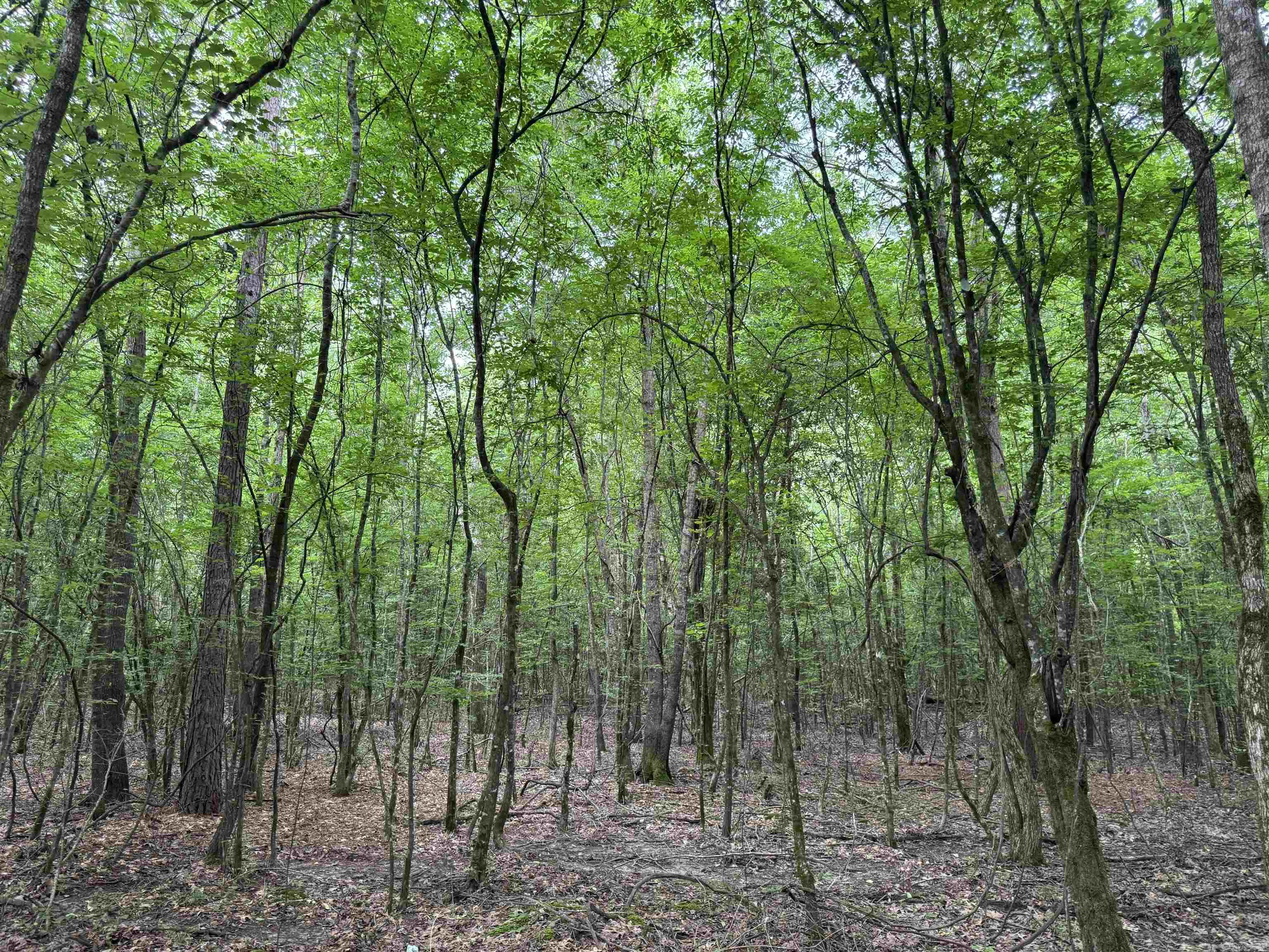  mt Olive  Arkadelphia, AR