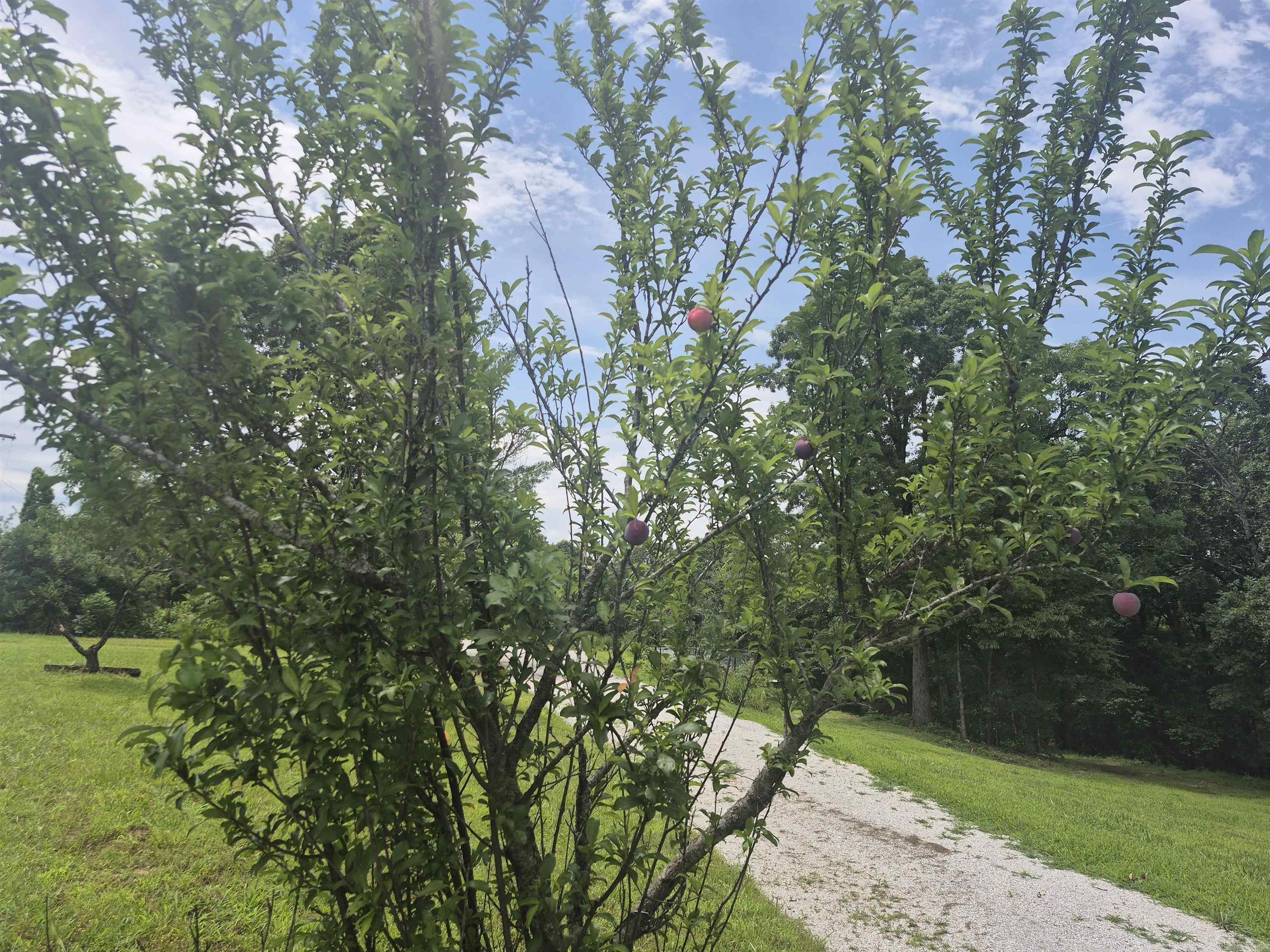 18195 N Hwy 65  Saint Joe, AR