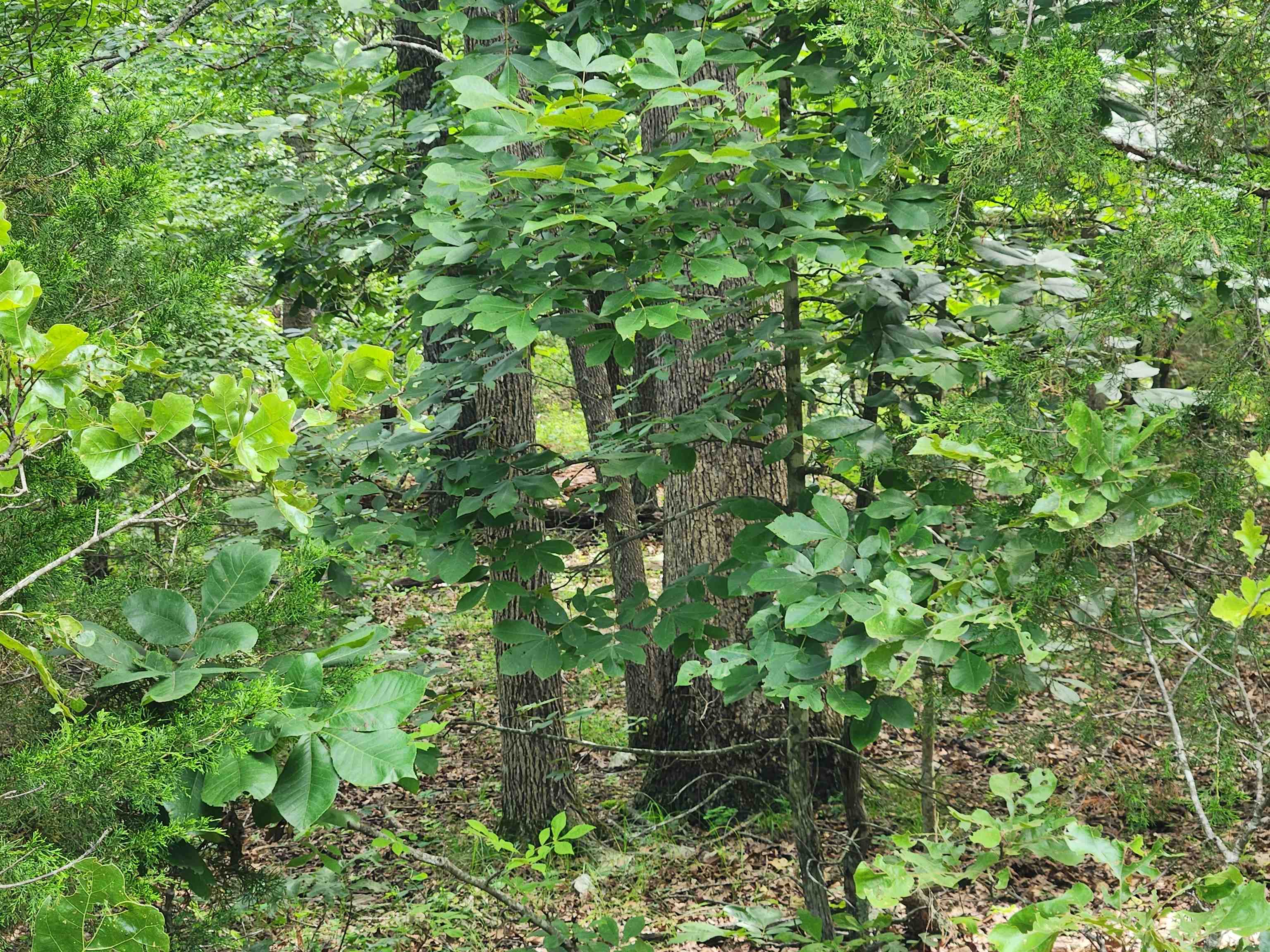 L21B1 Coyotero  Cherokee Village, AR