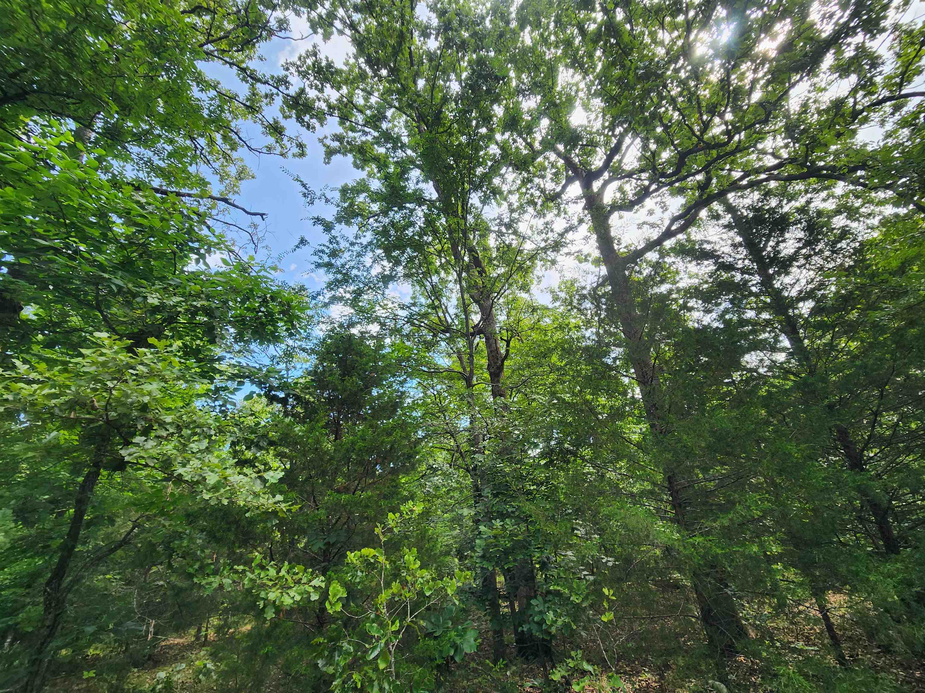 L21B1 Coyotero  Cherokee Village, AR