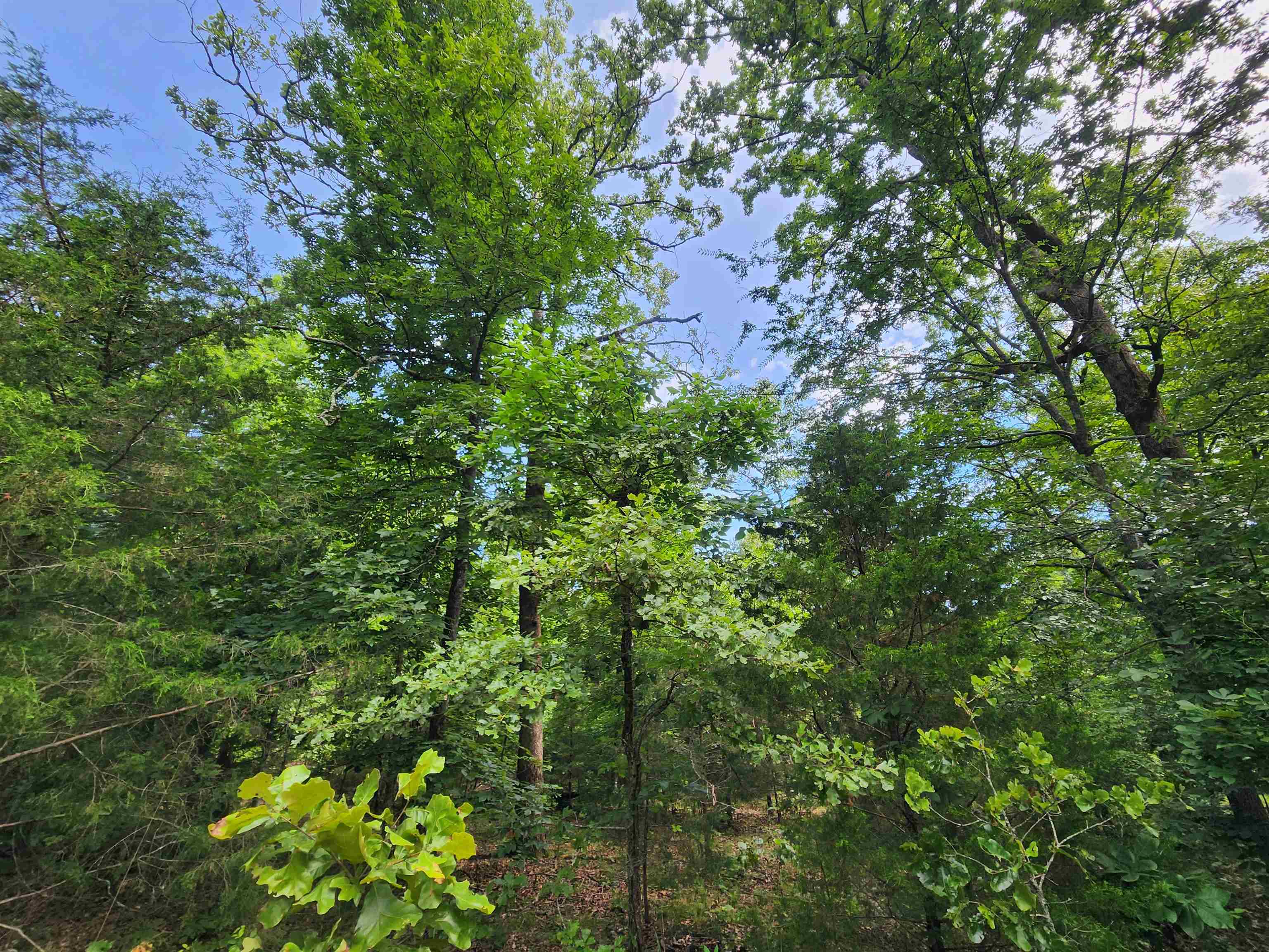 L21B1 Coyotero  Cherokee Village, AR