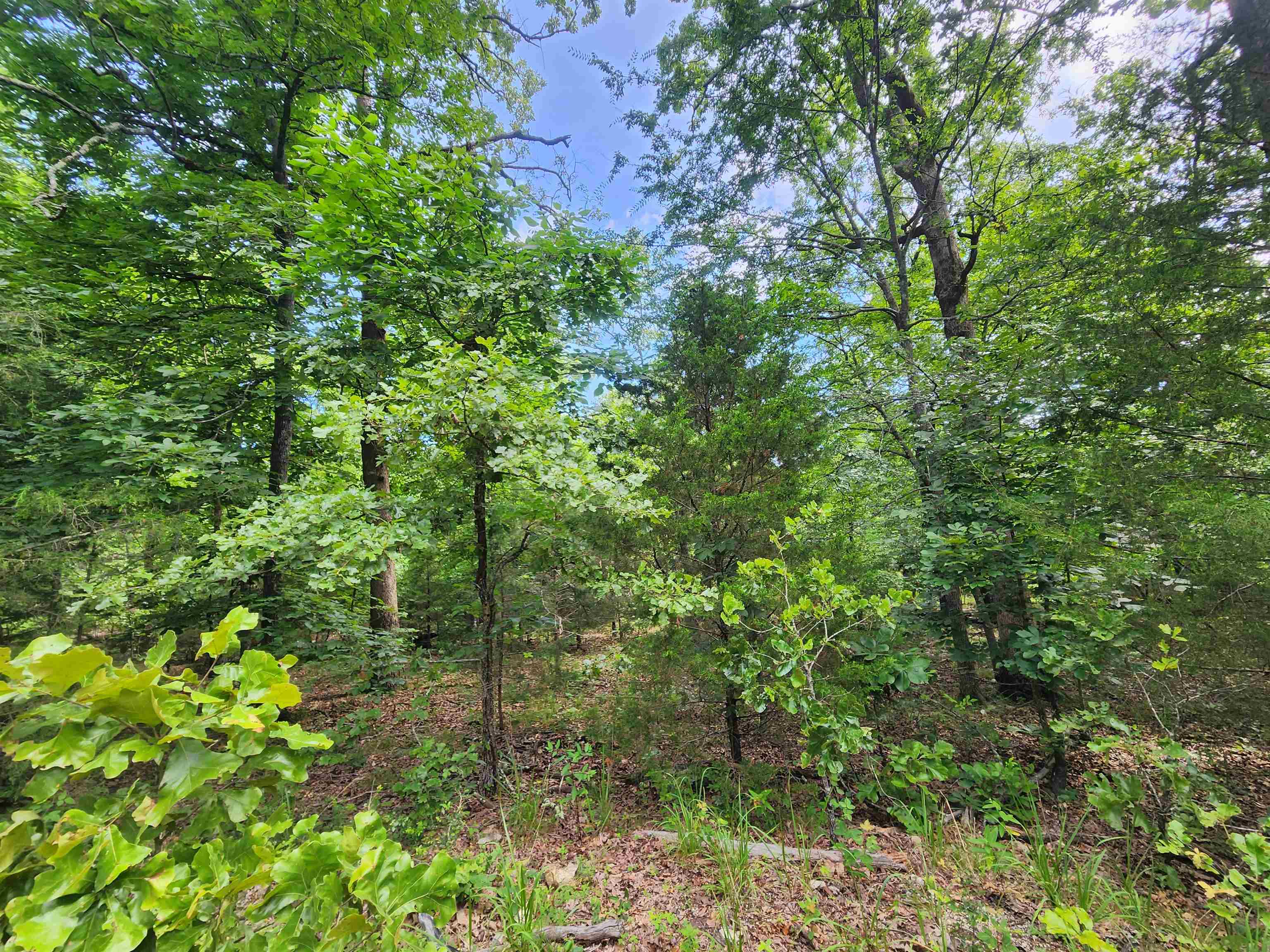 L21B1 Coyotero  Cherokee Village, AR