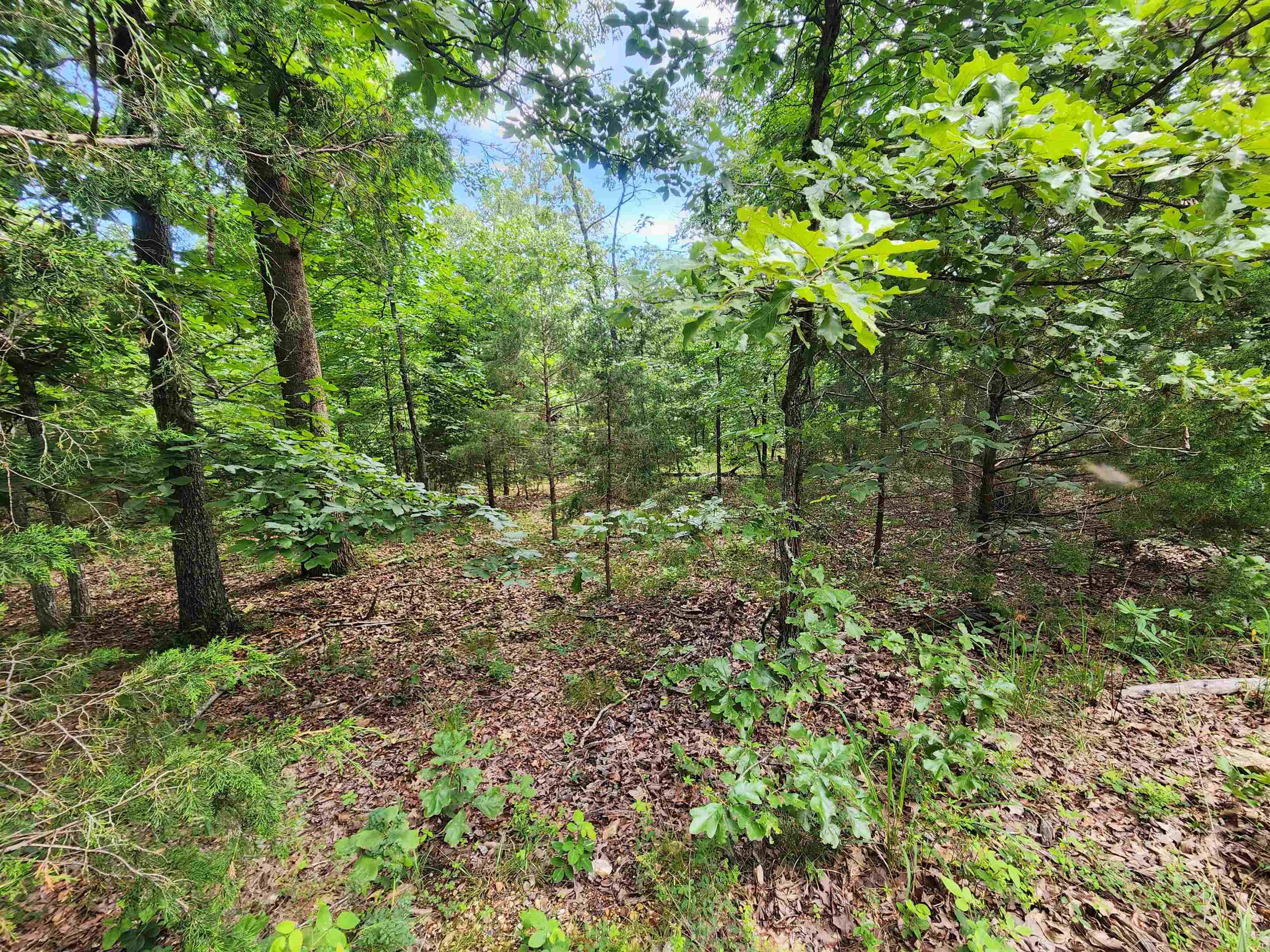 L21B1 Coyotero  Cherokee Village, AR