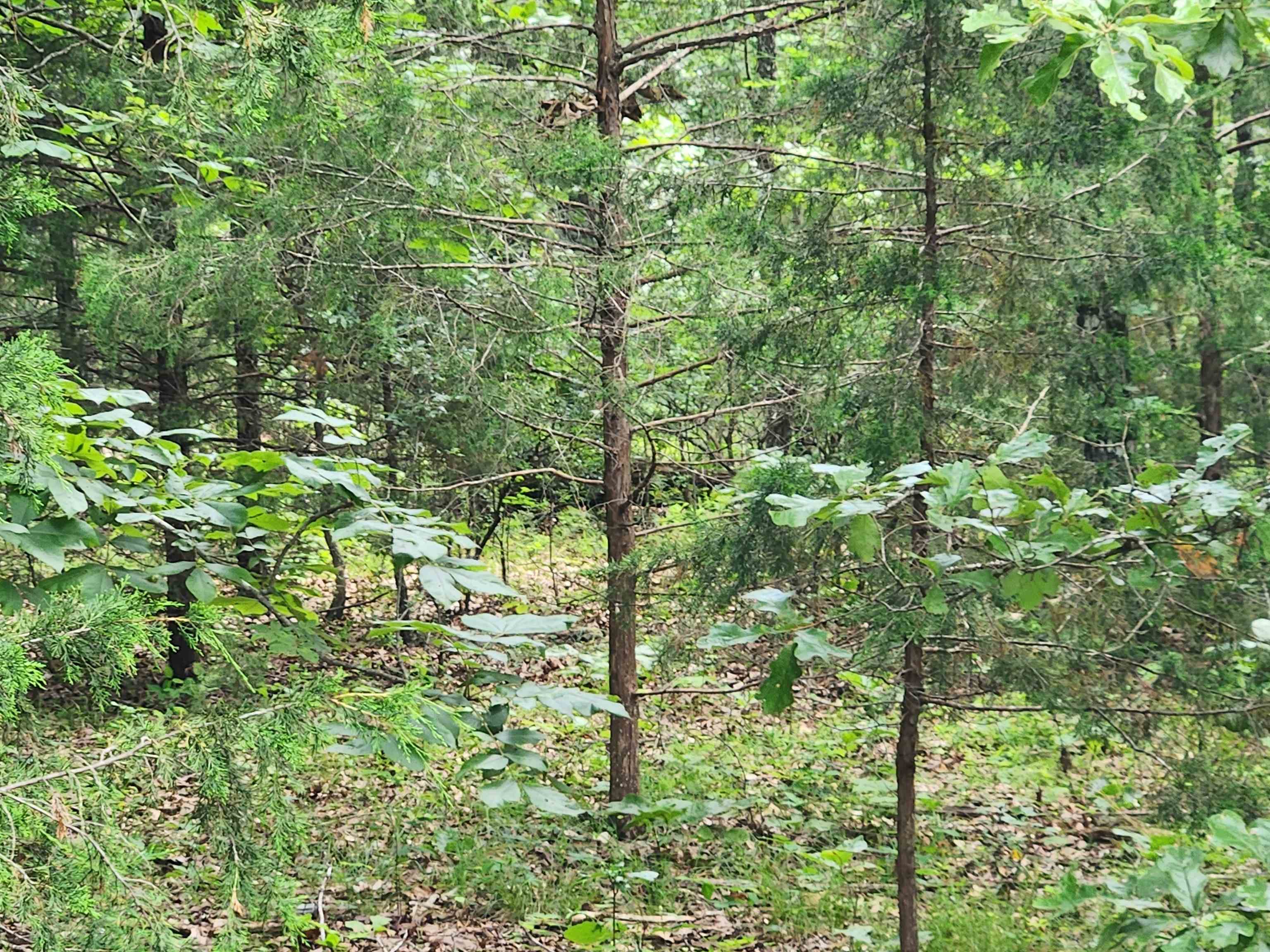 L21B1 Coyotero  Cherokee Village, AR