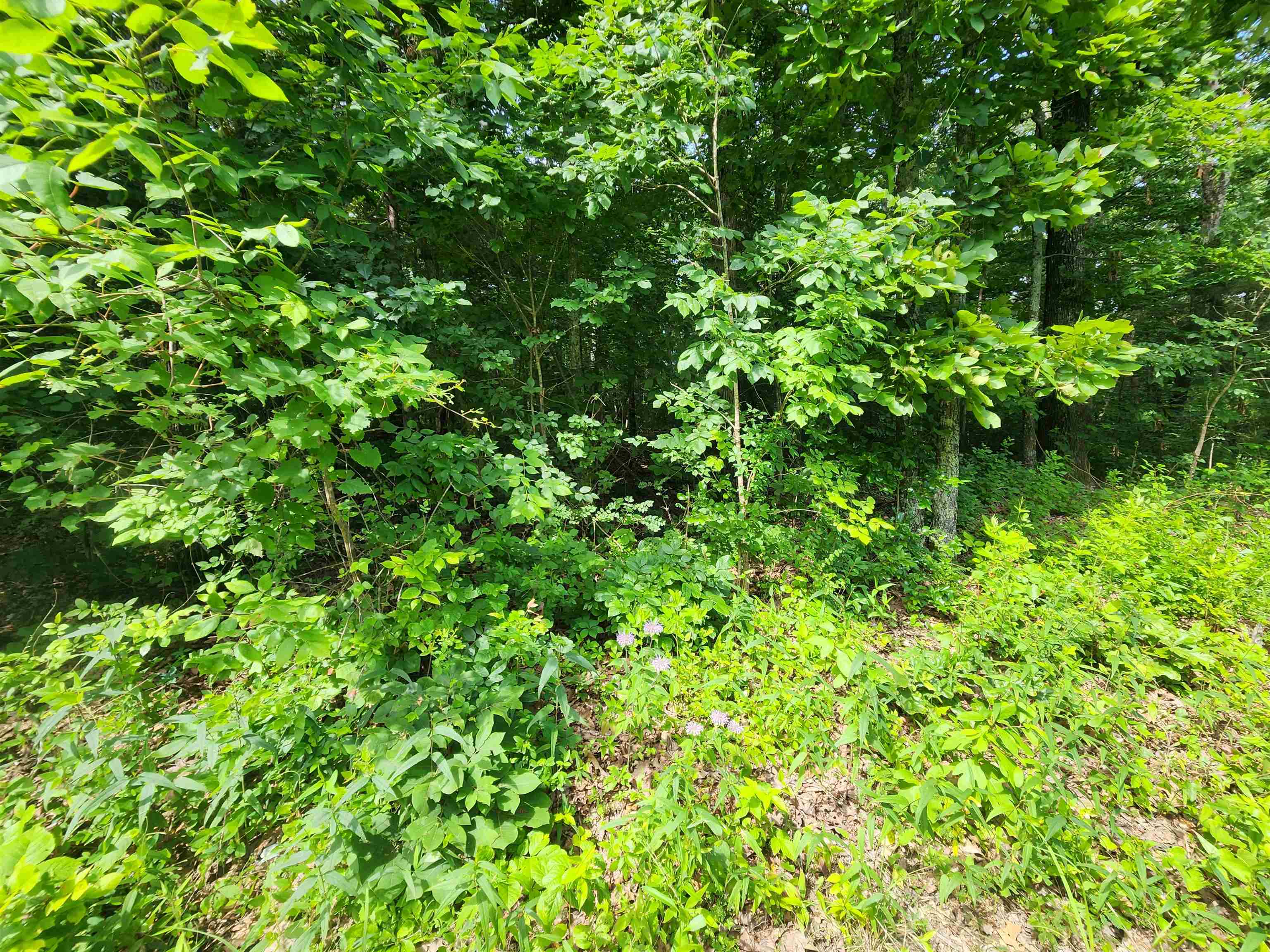  Pinal  Cherokee Village, AR