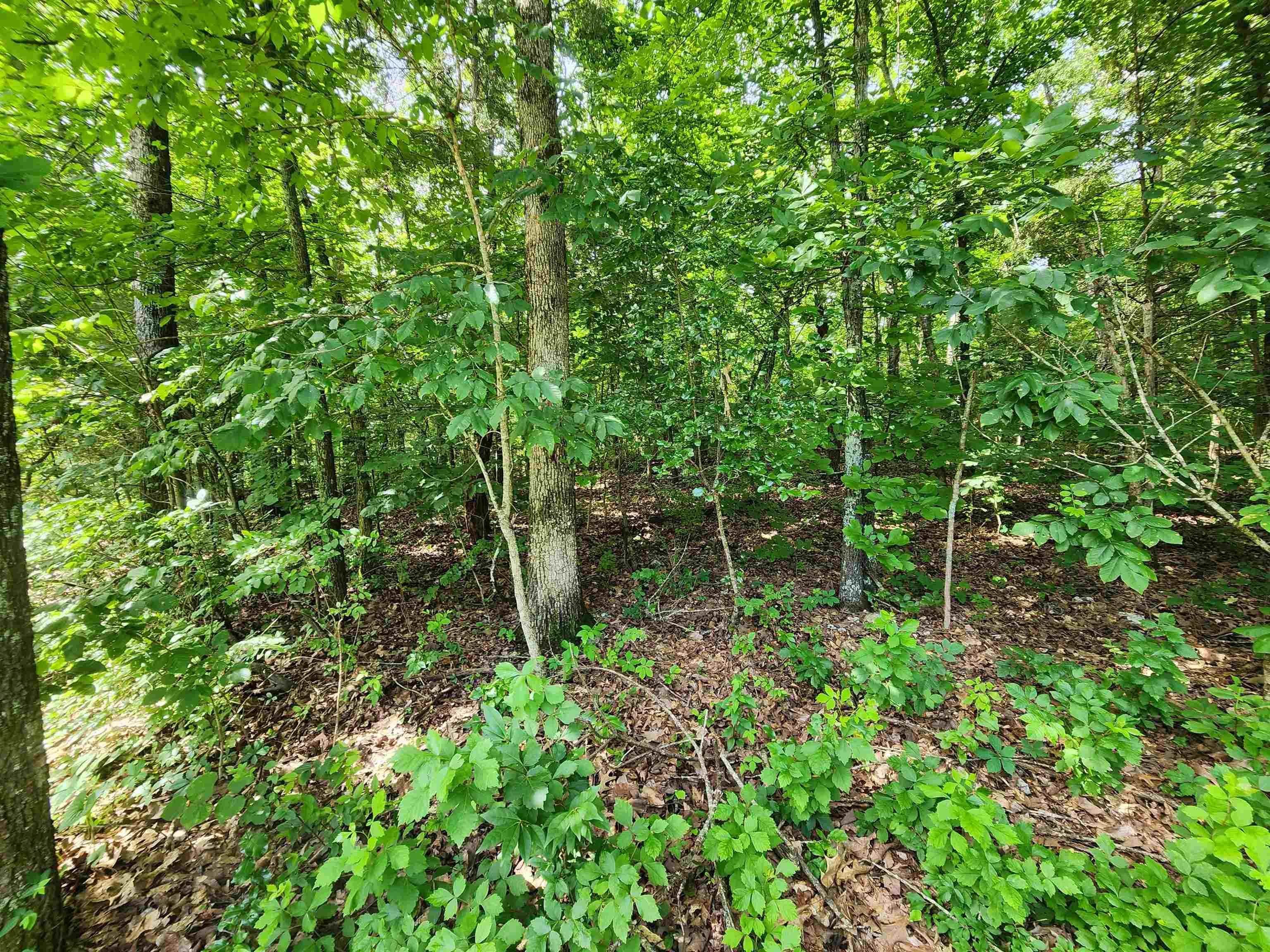  Pinal  Cherokee Village, AR