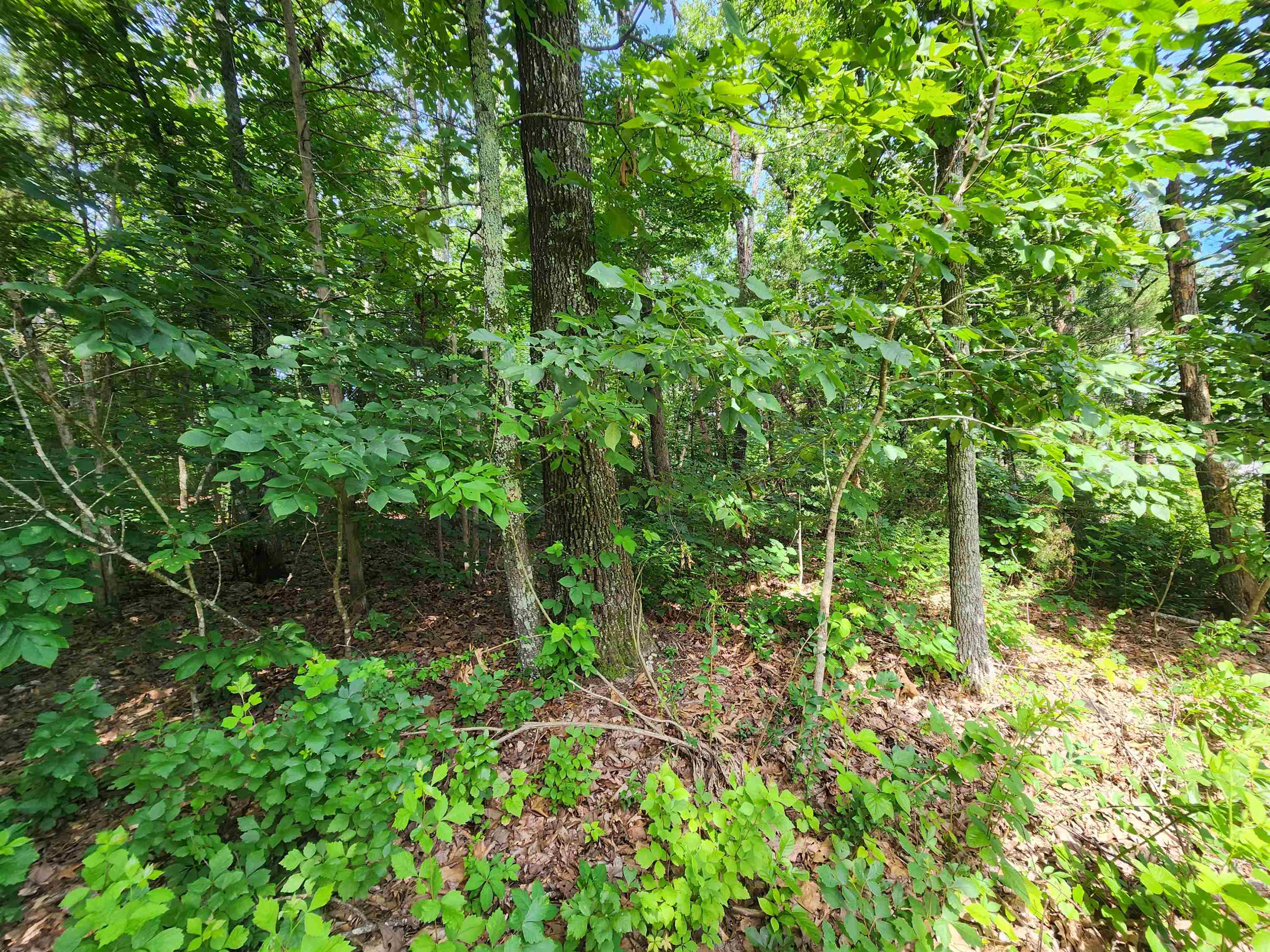  Pinal  Cherokee Village, AR