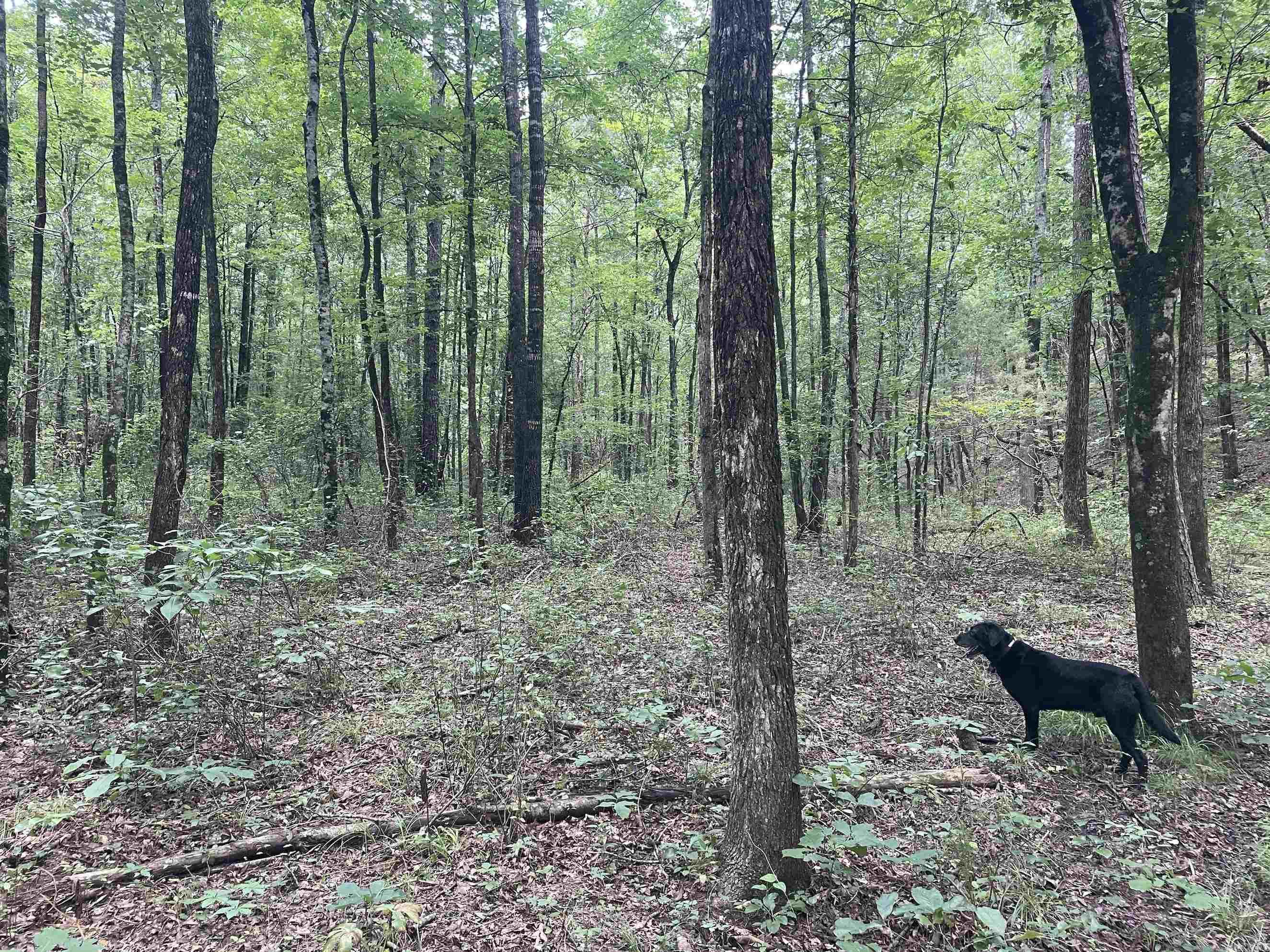 000 Scratch Gravel Road  Damascus, AR