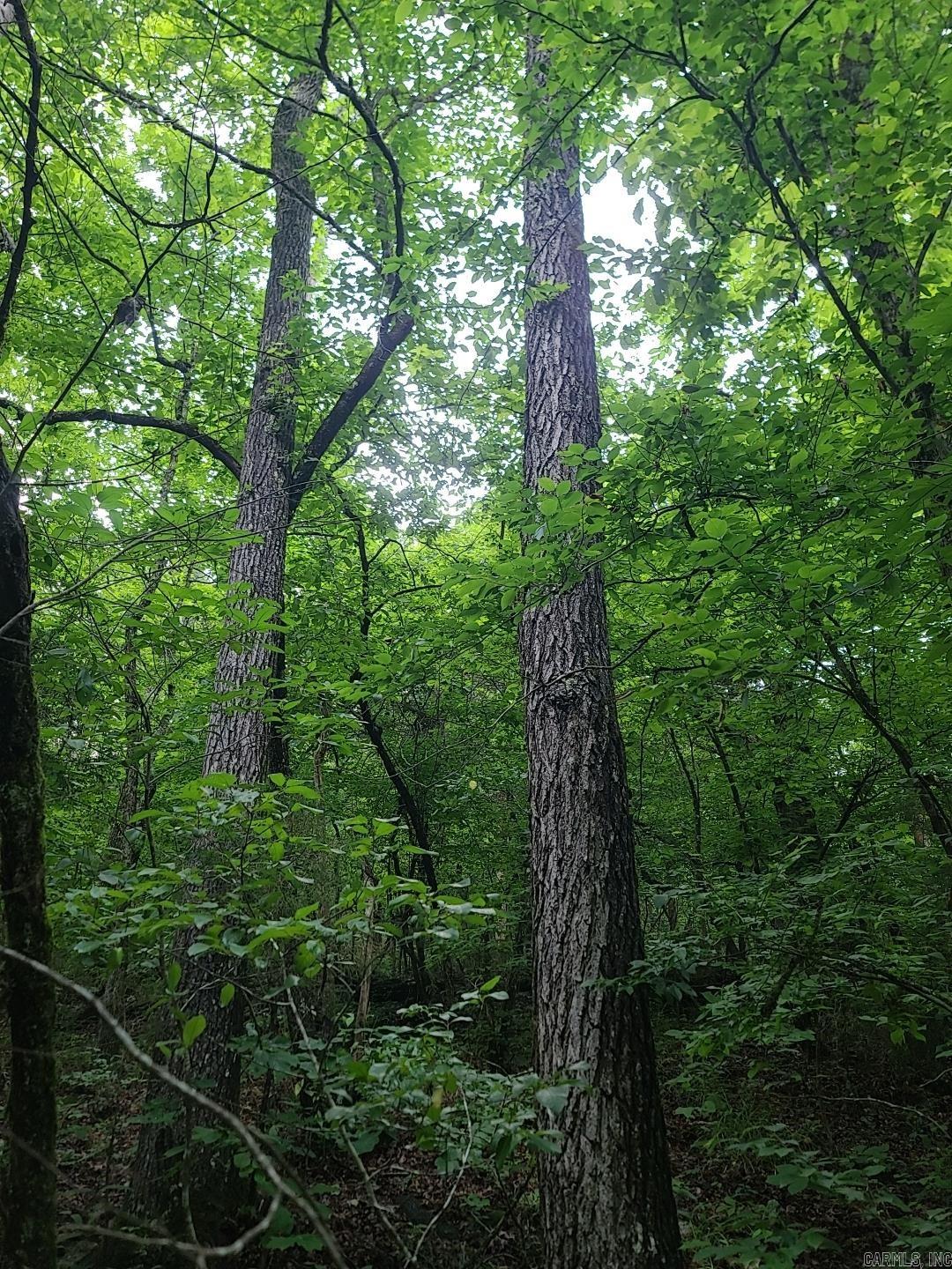 000 Old Dolph  Pineville, AR