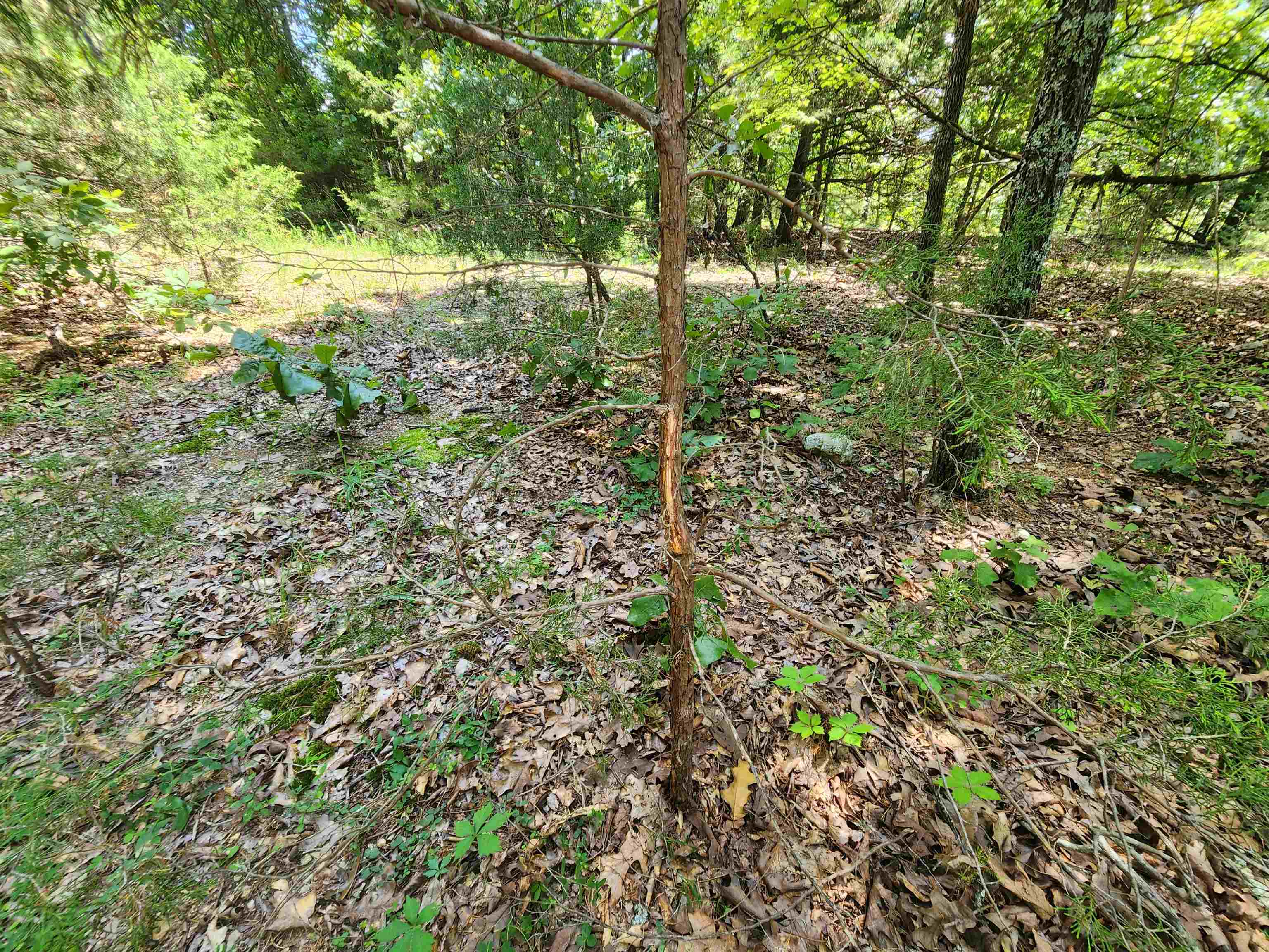 L35B2 Black Cloud  Cherokee Village, AR