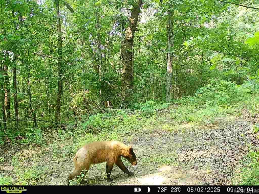 0 Old 66 Rd  Leslie, AR