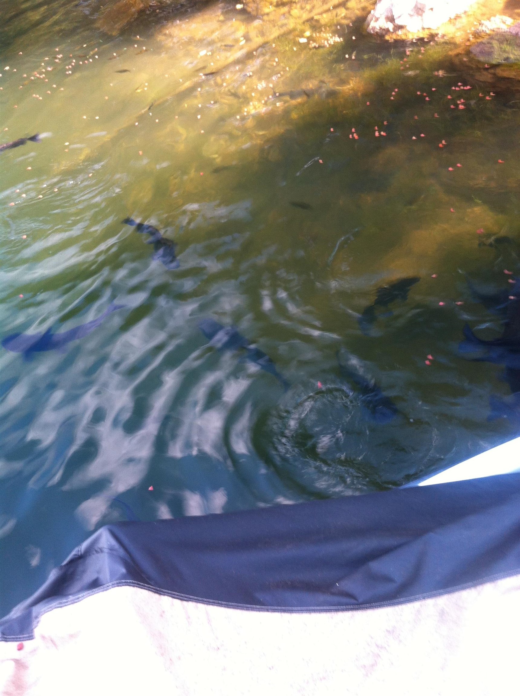 300 Isabella  Horseshoe Bend, AR