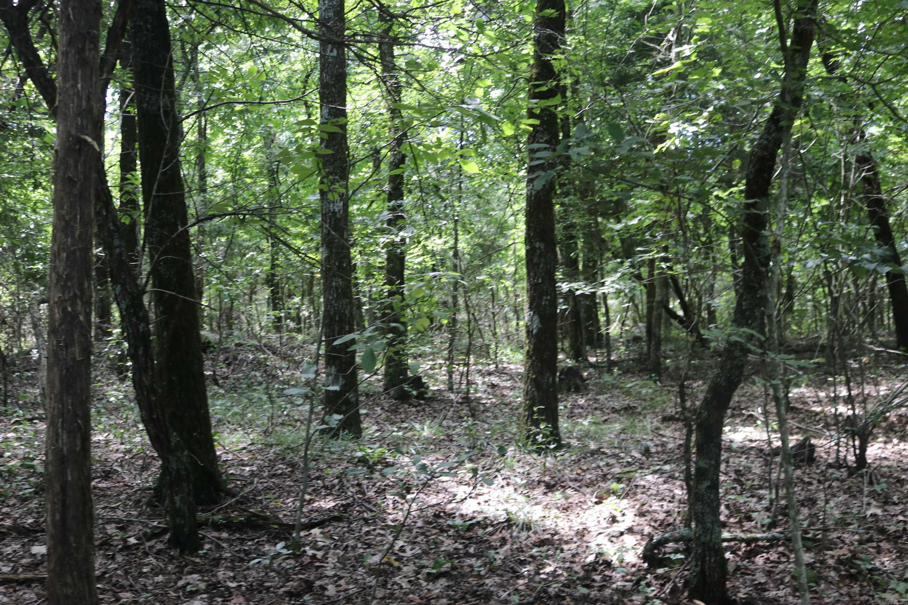  Sunnyland  Mountain View, AR