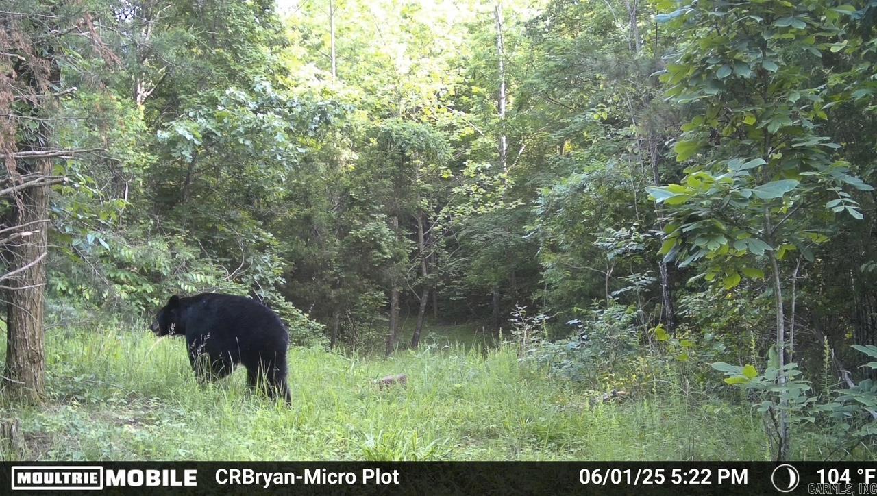  Sunnyland  Mountain View, AR