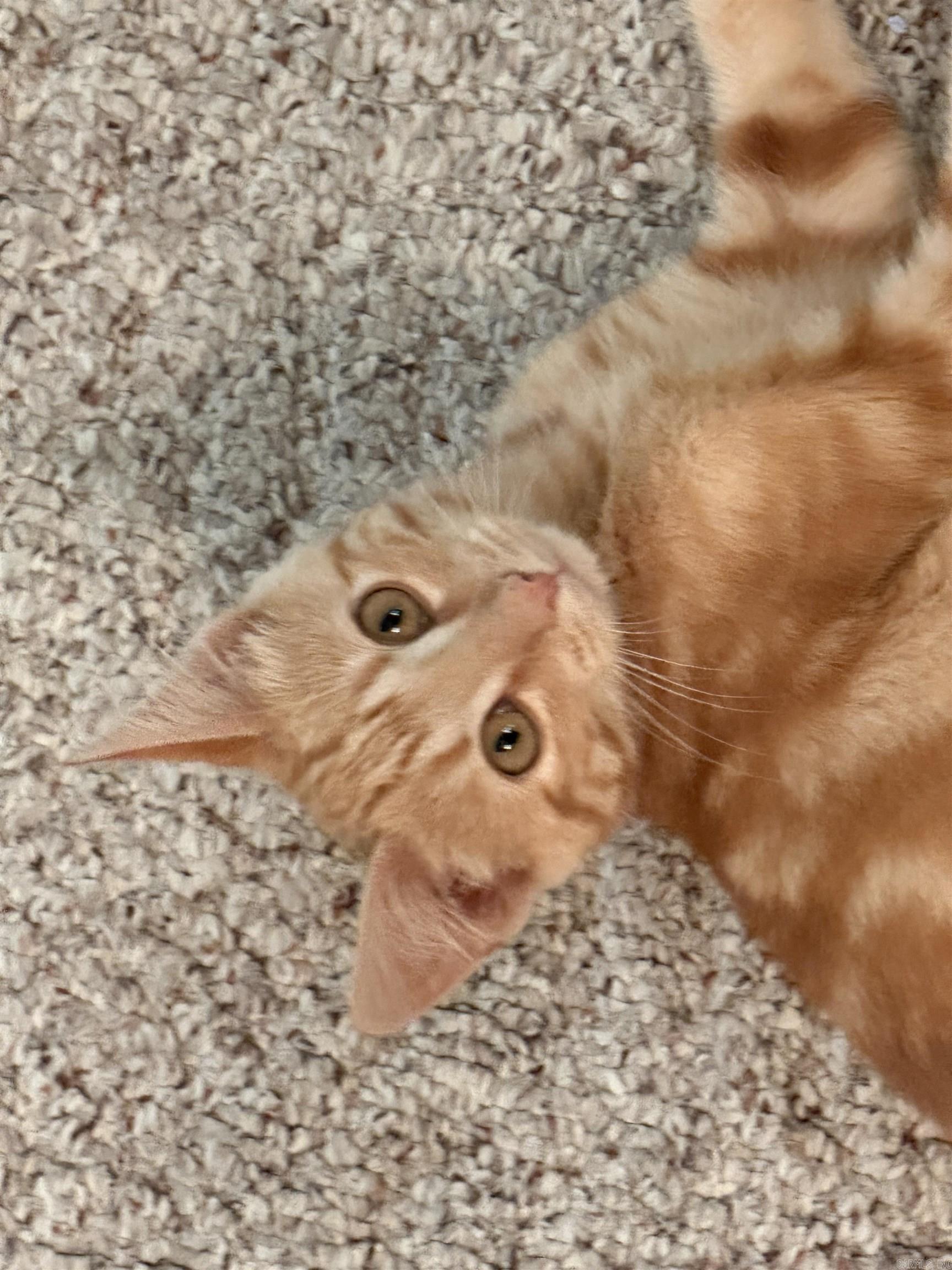 1121 Meadowbrook Drive  Mountain Home, AR